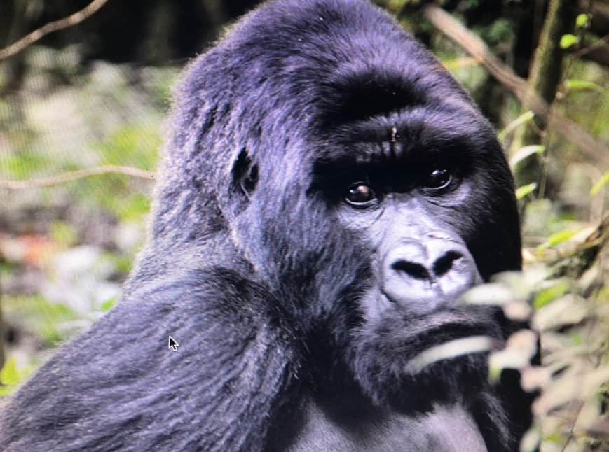 クリスティン・デイヴィスさんのインスタグラム写真 - (クリスティン・デイヴィスInstagram)「On #worldgorilladay I’d like to celebrate these extraordinary animals and the people who are working to enshure their safety. I went to Rwanda many years ago and had a magical visit trekking up to see the descendants of the gorillas Dian Fossey studied. I ‘m so grateful that they are still here and look forward to taking my kids some day. Thank you @savinggorillas @gorilladoctors and all who are working to continue the health and safety of gorillas in the few places they still call home 💚🦍🦍🦍🦍💚」9月24日 23時36分 - iamkristindavis