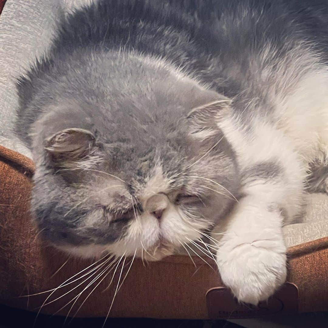 ムスカ(Muska)さんのインスタグラム写真 - (ムスカ(Muska)Instagram)「気温も下がり、アルミ鍋じゃなくてクッションベッドを自然と選んで寝てる。ただ、今週もう一度30度越えの真夏日があるらしいから、まだしばらくはアルミ鍋は一応出しておく。  #ムスカ #エキゾチックショートヘア #ねこすたぐらむ #ふわもこ部 #にゃんすたぐらむ #ねこ部 #にゃんこ #ねこのいる生活 #ねこのきもち #猫写真 #猫大好き #ペコねこ部 #ねこバカ #愛猫 #냥스타그램 #귀여워 #猫咪 #catstagram #kitty #petstagram #instacat #meow #catoftheday #ilovemycat #catstagram_japan #instagramcats #cutepets #Kedi #cat_of_Instagram #katter」9月25日 0時30分 - exotic_toshi
