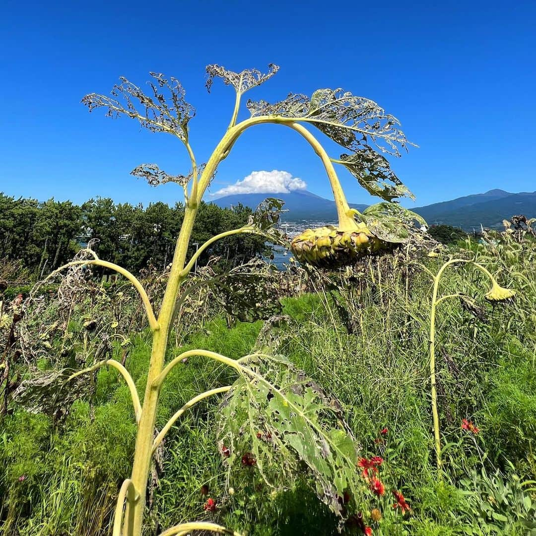 奥井亜紀さんのインスタグラム写真 - (奥井亜紀Instagram)「🌻ひまわりアーチの向こうに富士山。 #お散歩は三歩でも良し  #田子の浦」9月25日 0時34分 - akiokui