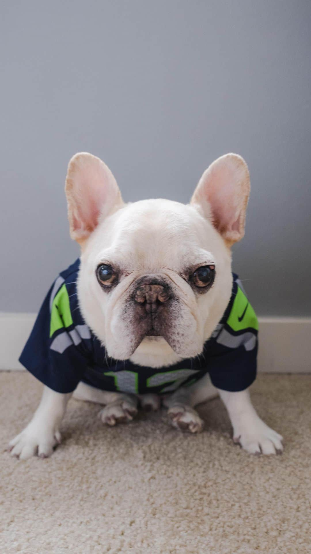 Sir Charles Barkleyのインスタグラム：「Happy 10 year anniversary for Super Bowl XLVIII! Here are some highlights from the last 10 years as a #12thdog 💙💚 #GoHawks」