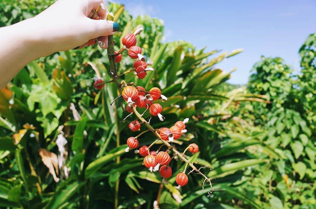 永原真夏のインスタグラム：「月桃三姉妹🌿（月桃の実、月桃を編んだバッグ、月桃染め）」