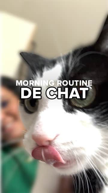 Carrefour Franceのインスタグラム：「Chat alors, une pâtée à faire des chatloux 😻  #carrefour #companino #catstagram」
