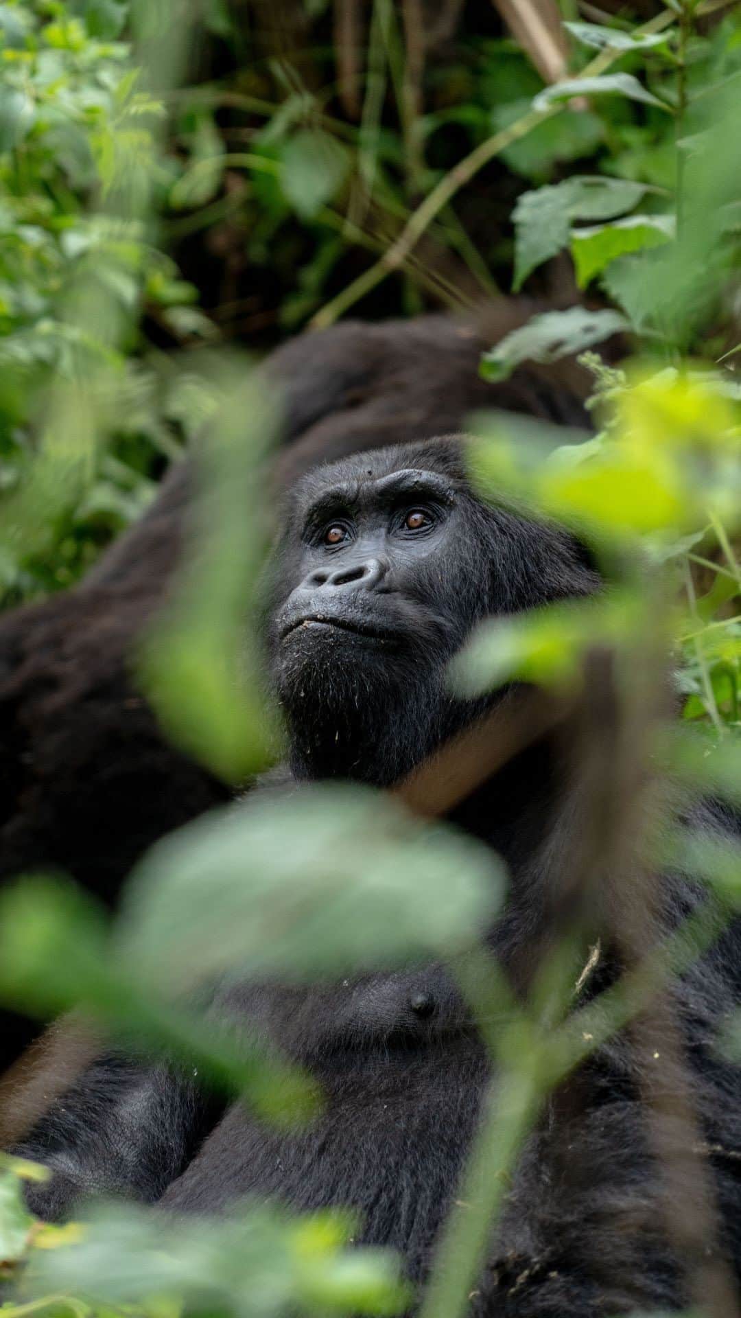 レオナルド・ディカプリオのインスタグラム：「Eastern Lowland Gorillas (also known as Grauer’s Gorillas) are found only in the remote rainforests of eastern Democratic Republic of the Congo. In the last 20 years, they have suffered a catastrophic population decline of around 80%. Today fewer than 7,000 remain. But there is hope – through @GRACEGorillas, Congolese communities are leading conservation efforts to save gorillas and primary tropical forests in the heart of the Congo Basin.  Located in eastern DRC, GRACE Gorillas runs the only sanctuary in the world for Eastern Lowland Gorillas. In a sprawling natural forest habitat, gorillas orphaned by the illegal wildlife trade get a second chance at life, with a long-term goal of rewilding.  Outside of the sanctuary, GRACE Gorillas leads gorilla monitoring efforts in the nearby Tayna Nature Reserve – a biodiversity hotspot critical to mitigating climate change. They engage with local communities in conservation education, forest protection, and sustainable livelihood programs.  GRACE Gorillas champions community-led conservation in eastern DRC. Their work is building a brighter future for Critically Endangered Eastern Lowland Gorillas and the Congolese communities charged with protecting them. Follow @GRACEGorillas and partner @Rewild to join the effort to save this iconic species.  The work of Re:wild and partners in conserving Eastern Lowland Gorillas is supported in part by the European Union and other generous donors.  Video: @bobbyneptune」