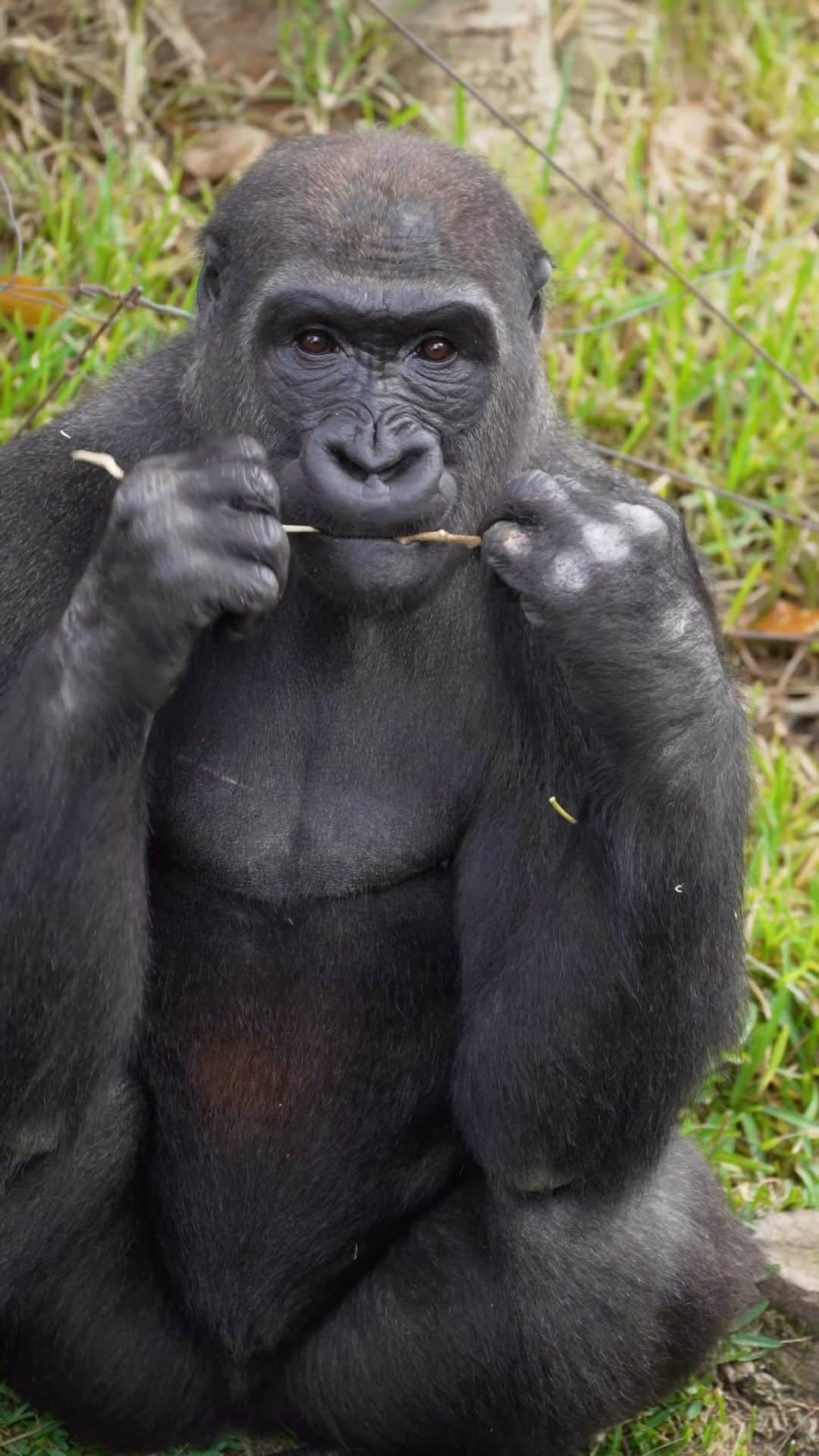 San Diego Zooのインスタグラム：「Denny is now one of the boys 🦍  At almost 9 years old, Denny is now considered a sub-adult gorilla (also known as “blackback”). At this age, a gorilla naturally ventures out on their own or joins a bachelor troop. Over the last few months, Denny has had the opportunity to live with his three half-brothers, Maka, Mandazzi, and Ekuba in their bachelor troop at the Zoo. The transition from family to bachelor troop gives Denny the chance to grow and thrive into adulthood alongside fellow adult males that he’s familiar with.   #GorillaDay #BachelorBoys #Ape #SanDiegoZoo」