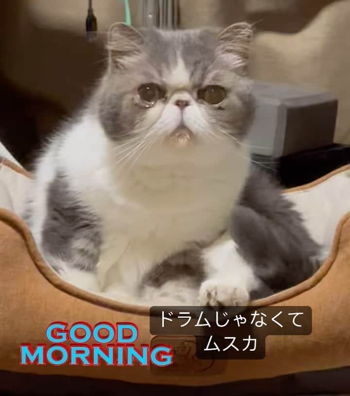 のインスタグラム：「喋れないドラムに似た、喋れないムスカ、お目覚め。  #ムスカ #エキゾチックショートヘア #ねこすたぐらむ #ふわもこ部 #にゃんすたぐらむ #ねこ部 #にゃんこ #ねこのいる生活 #ねこのきもち #猫写真 #猫大好き #ペコねこ部 #ねこバカ #愛猫 #냥스타그램 #귀여워 #猫咪 #catstagram #kitty #petstagram #instacat #meow #catoftheday #ilovemycat #catstagram_japan #instagramcats #cutepets #Kedi #cat_of_Instagram #katter」