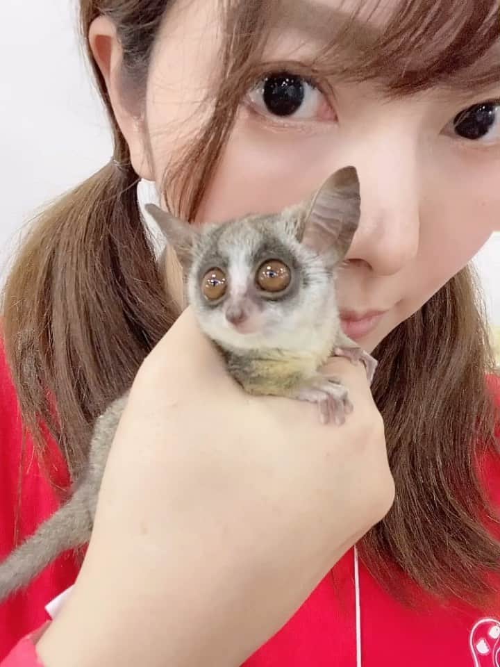 高田世莉菜のインスタグラム：「土日は名古屋レプお手伝いでした🐾 めちゃくちゃ来場者さん多くて楽しかったです😊 週末全く撮影なしで泊まり名古屋行ったん初めてかも⁉️ 最近はペットお姉さんなりがちですが、いい季節になってきたので(涼しくなってきた)被写体も(ダイエットも、、笑)頑張りたい🥺✨ 動画はお手伝いしたお店のかわいいこ♥️🐒」