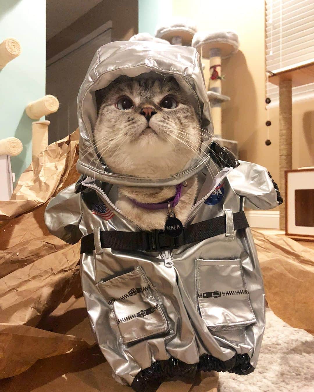 nala_catさんのインスタグラム写真 - (nala_catInstagram)「Ready to fly to the moon 😆  #meow #cute #cat #catsofinstagram」9月25日 3時28分 - nala_cat