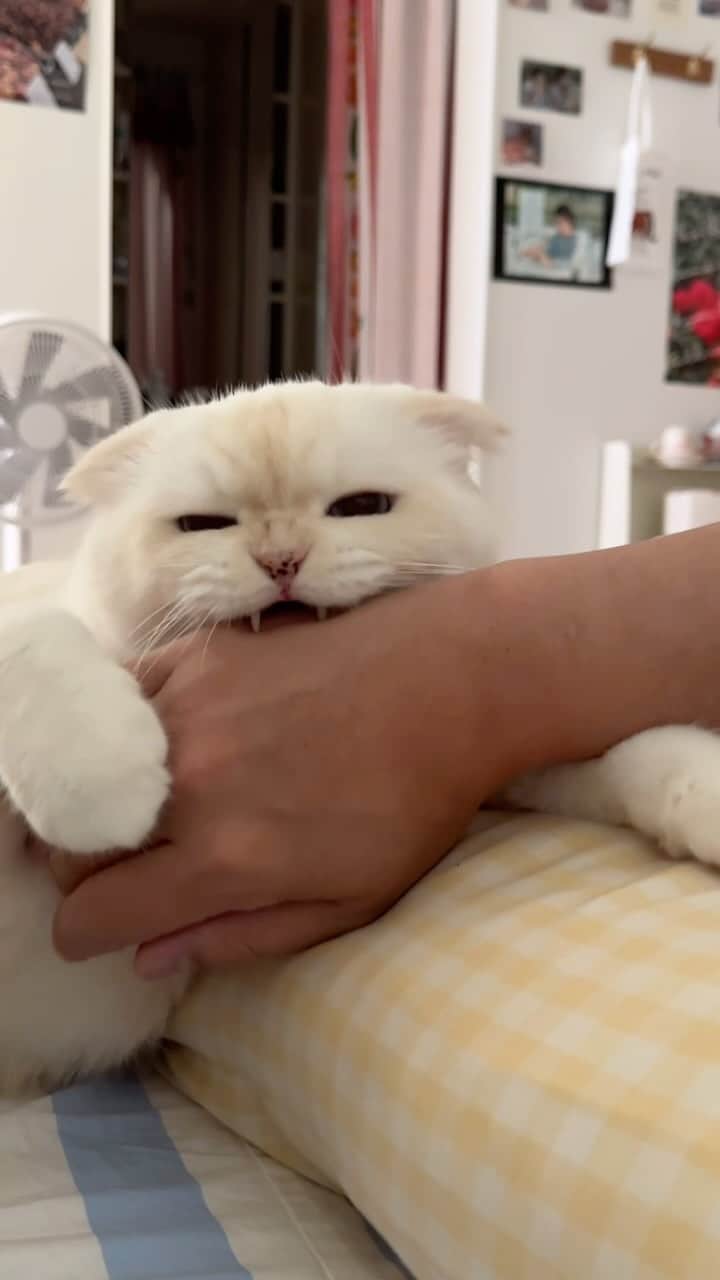 SoonMooのインスタグラム：「아빠를 놀아줄 때는 살살 깨물어 주는 서윗냥이  #순무 #SoonMoo」