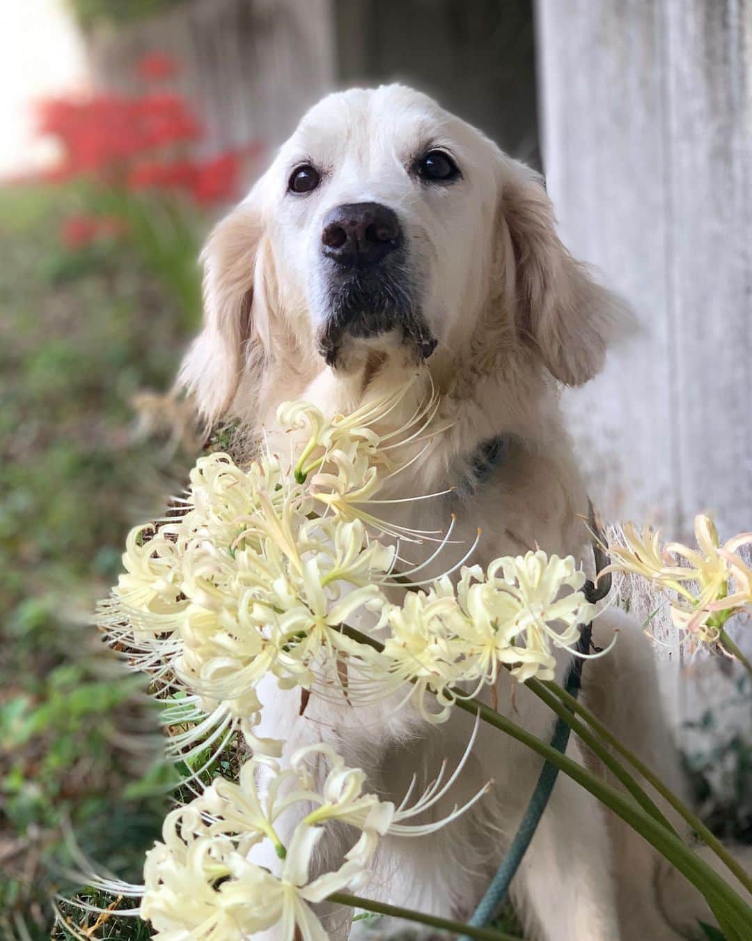 P太郎ママさんのインスタグラム写真 - (P太郎ママInstagram)「#花と犬 #彼岸花 白とゆーか。 クリーム色の彼岸花。 お上品ざんすわね。」9月25日 16時32分 - ptarodada