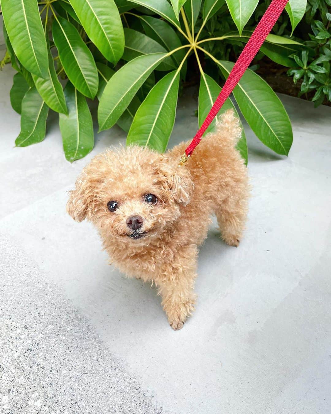 ふわのインスタグラム：「ぷらっとお出かけ〜 やっと昼間もお出かけできるね。  #toypoodle#toypoodlegram#dogsofinstagram#instadog#doglover#doglife#cutedog#dog#fuwamama#ふわもこのふわ#ふわ#トイプードル#ふわもこ部#犬バカ部#犬のいる暮らし#いぬすたぐらむ」