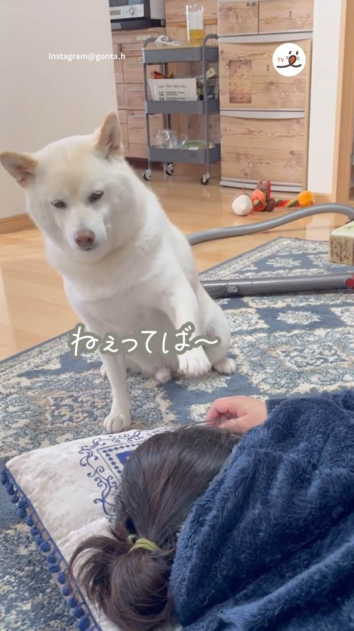 PECO いぬ部のインスタグラム：「「ねぇねぇ起きてよ(・´з`・)」  ㅤㅤ 今回素敵な投稿をしてくださったのは… @gonta.h さん（ごん太くん） 他にも素敵なお写真がたくさんあるので ぜひ遊びに行ってみてね♪ ㅤㅤ ㅤㅤ ㅤㅤ 〖 #pecoいぬ部（ #ペコねこ部 ） 〗をつけてご投稿いただくと PECOのSNSで楽しくご紹介させていただきます😋 フォロー&コメントお待ちしています✨ ㅤㅤ ㅤㅤ  ============================== @pecodogs（ @pecocats ）☚YouTubeでも可愛いワンコ（ニャンコ）紹介中🐶💕 ==============================  #犬のいる暮らし #犬部 #犬好きな人と繋がりたい #dogstagram #doglover #멍스타그램 #개스타그램 #柴犬 #shibainu #ソフトタッチ #だけど…… #ジリッと詰め寄り#圧は強め #ごん太くん流 #起こし方」
