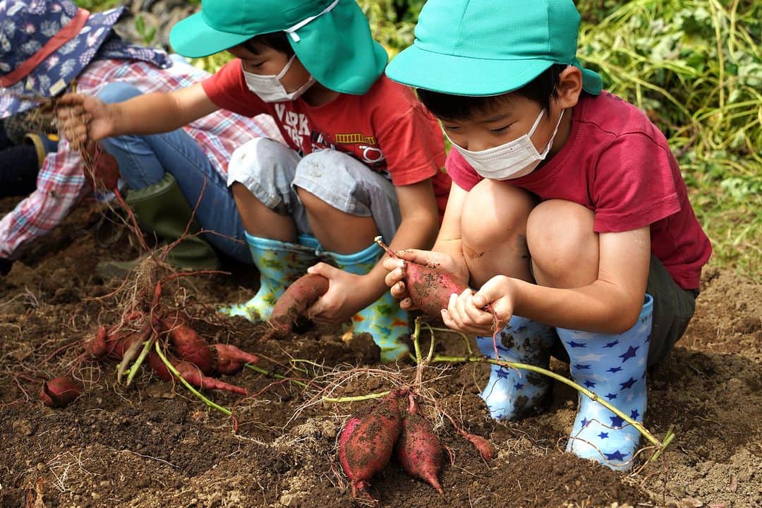 平塚市さんのインスタグラム写真 - (平塚市Instagram)「秋といえば“実りの秋”🍠 9／24（日）に里山体験フィールドで稲刈り＆さつまいも掘りが行われました。収穫って楽しいですよね🎶皆さん夢中になって収穫していました❗️焼き芋にスイートポテトにさつまいもの天ぷら・・・今から食べるのが楽しみです😋 この稲は2023年5月29日に投稿した「里山の田植え体験」で植えた稲です🌾  #手をつなぎたくなる街 #hiratsukagood #hiratsuka　#平塚 #kanagawaphotoclub #さつまいも #さつまいも堀り　#芋堀り　 #稲刈り　#稲刈り体験　#稲刈りシーズン　 #収穫体験　#食育　#自然体験　#食育 #秋の味覚　#実りの秋　#秋　#秋の訪れ #里山　#里山体験フィールド　#furusatotsuchiya　 #今日もお疲れ様でした #instagramjapan　#igersjp　#japanphoto」9月25日 17時00分 - hiratsukagood