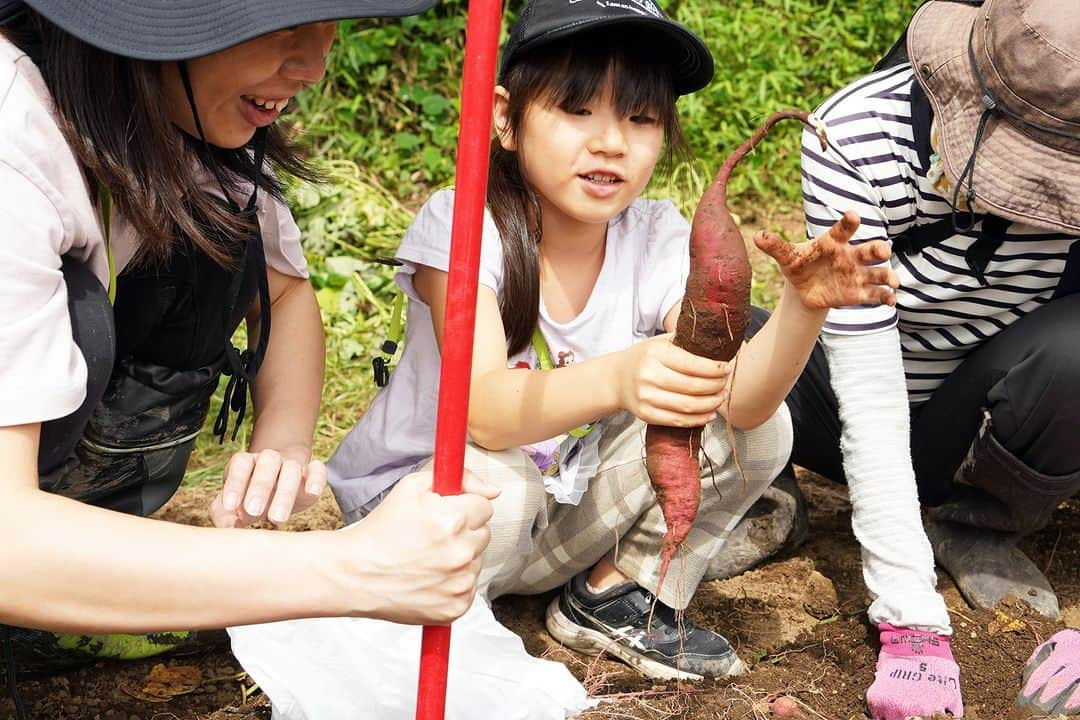 平塚市さんのインスタグラム写真 - (平塚市Instagram)「秋といえば“実りの秋”🍠 9／24（日）に里山体験フィールドで稲刈り＆さつまいも掘りが行われました。収穫って楽しいですよね🎶皆さん夢中になって収穫していました❗️焼き芋にスイートポテトにさつまいもの天ぷら・・・今から食べるのが楽しみです😋 この稲は2023年5月29日に投稿した「里山の田植え体験」で植えた稲です🌾  #手をつなぎたくなる街 #hiratsukagood #hiratsuka　#平塚 #kanagawaphotoclub #さつまいも #さつまいも堀り　#芋堀り　 #稲刈り　#稲刈り体験　#稲刈りシーズン　 #収穫体験　#食育　#自然体験　#食育 #秋の味覚　#実りの秋　#秋　#秋の訪れ #里山　#里山体験フィールド　#furusatotsuchiya　 #今日もお疲れ様でした #instagramjapan　#igersjp　#japanphoto」9月25日 17時00分 - hiratsukagood