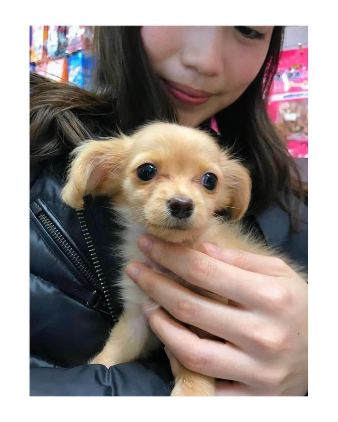 村上奈菜さんのインスタグラム写真 - (村上奈菜Instagram)「ルゥ5歳の誕生日🐶🎂♡ 久しぶりに砂浜を走ったね✨  いつもおもちゃ加えて全力でしっぽ振る 甘えん坊なルゥが ずーっと元気で過ごせますように☺️♡  2枚目は初めて出会った日の1枚😭💓 #お家に来てくれてありがとう #923 #happybirthday #チワックス」9月25日 17時14分 - murakami__nana