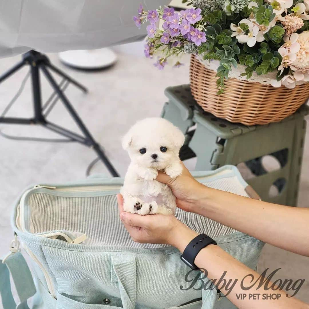 さんのインスタグラム写真 - (Instagram)「Have you ever seen Bichon with such a small size and pretty appearance? . . 저희는 다양한 강아지를 소유하고있으며, 강아지의 외모와 건강에 최선을 다하고 있습니다. We OWN Each and Every Puppy In Hand We Only Offer the Best in Appearance and Health  . . 베이비몽은 11년동안 운영한 믿을 만한 펫샵으로 많은 한류스타, k팝스타, 셀럽들이 선택한 곳입니다 미니 사이즈,명품견 전문으로  해외,국내에서 이미 유명하며  단 한건의 사고 없이 지금까지 운영해 왔습니다  당신이 원하는 강아지가 있다면 언제든지 연락주세요!!  BabyMong is a reliable pet shop that has been operating in Korea for 11 years. Many K-pop stars, Korean wave stars, and celebrities chose BabyMong. We are specialize in selling mini-cup-sized puppies. We sent many puppies abroad for a long time. And the puppies have been transported safely without a single accident.  Feel free to contact me if you are interested. . . ????서울 영등포 본점: 010 8325 0086 영업등록번호: 110111-7609071 주소: 서울시 영등포구 영중로23 대표번호: 1688-4386 ??  text Instagram☎+82-10-2214-0186 Whatsapp +82-10-2214-0186 Wechat babymongoverseas Email : babymongkorea@gmail.com Dm : ?? Please direct message call me BABYMONG Main Kakao talk ID : babymongkorea . . #비숑프리제 #비숑 #미니비숑 #비숑분양 #미니비숑전문 #비숑프리제분양 #베이비몽 #영등포 #강아지분양 #새끼강아지분양 #애견 #서울애견 #bichon #bichonfrise #teacupbichonfrise #puppy #puppies #teacuppuppy #koreanpuppy #cute #cutedog #bichonofinstagram #dogstagram #puppylove #puppy #dogadoption」9月25日 17時51分 - babymong