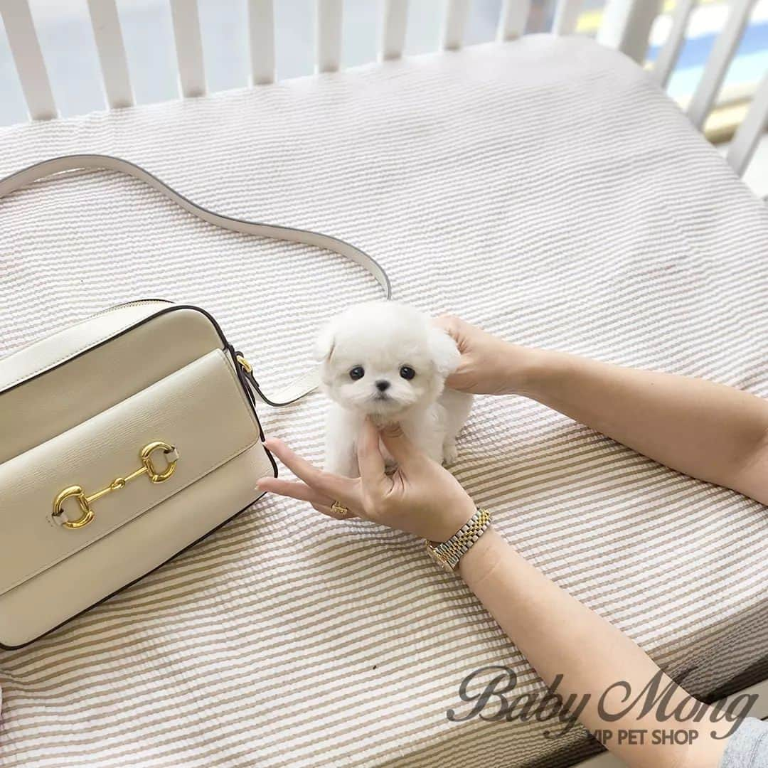 のインスタグラム：「Have you ever seen Bichon with such a small size and pretty appearance? . . 저희는 다양한 강아지를 소유하고있으며, 강아지의 외모와 건강에 최선을 다하고 있습니다. We OWN Each and Every Puppy In Hand We Only Offer the Best in Appearance and Health  . . 베이비몽은 11년동안 운영한 믿을 만한 펫샵으로 많은 한류스타, k팝스타, 셀럽들이 선택한 곳입니다 미니 사이즈,명품견 전문으로  해외,국내에서 이미 유명하며  단 한건의 사고 없이 지금까지 운영해 왔습니다  당신이 원하는 강아지가 있다면 언제든지 연락주세요!!  BabyMong is a reliable pet shop that has been operating in Korea for 11 years. Many K-pop stars, Korean wave stars, and celebrities chose BabyMong. We are specialize in selling mini-cup-sized puppies. We sent many puppies abroad for a long time. And the puppies have been transported safely without a single accident.  Feel free to contact me if you are interested. . . ????서울 영등포 본점: 010 8325 0086 영업등록번호: 110111-7609071 주소: 서울시 영등포구 영중로23 대표번호: 1688-4386 ??  text Instagram☎+82-10-2214-0186 Whatsapp +82-10-2214-0186 Wechat babymongoverseas Email : babymongkorea@gmail.com Dm : ?? Please direct message call me BABYMONG Main Kakao talk ID : babymongkorea . . #비숑프리제 #비숑 #미니비숑 #비숑분양 #미니비숑전문 #비숑프리제분양 #베이비몽 #영등포 #강아지분양 #새끼강아지분양 #애견 #서울애견 #bichon #bichonfrise #teacupbichonfrise #puppy #puppies #teacuppuppy #koreanpuppy #cute #cutedog #bichonofinstagram #dogstagram #puppylove #puppy #dogadoption」