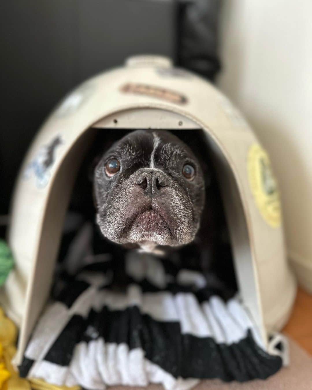 Turbo_dad フレブルのターボのインスタグラム：「Good morning   #frenchbulldog #frenchie #frenchbulldogsofinstagram #frenchbulldoglife #frenchbulldoglove #frenchiesofinstagram #frenchielove #フレブル #フレブルのいる生活 #フレブルのいる暮らし #フレブルライフ #buhi #ブヒ」
