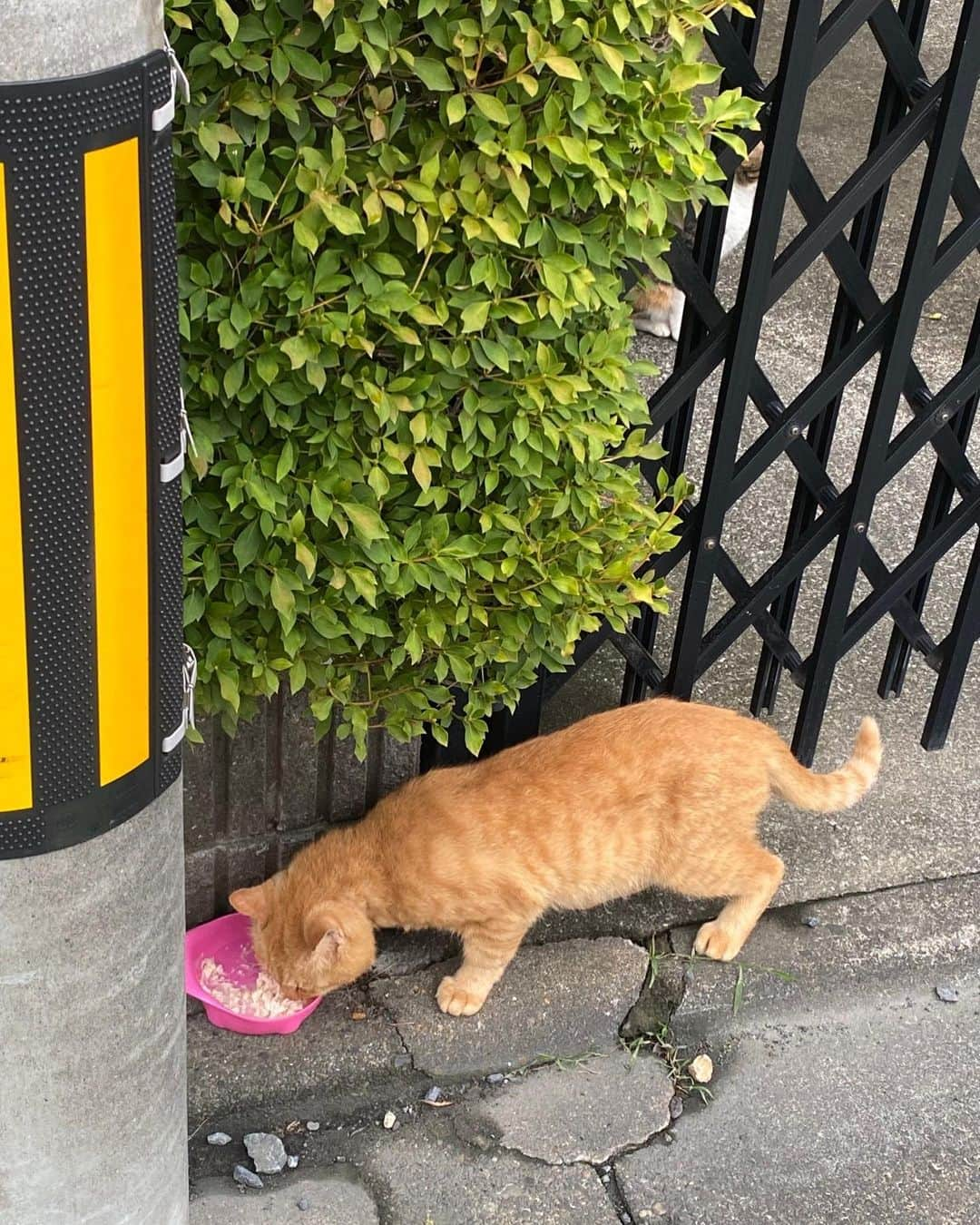 未涼亜希さんのインスタグラム写真 - (未涼亜希Instagram)「ブログには毎日書いて状況を報告していたのですが、、  亡くなった野良猫のちゃけの兄弟を8月の頭に見つけました。 (4枚目の写真がまだまだ距離のあった見つけた頃です。)  その子はちゃけと瓜二つで、足取りはしっかりしているものの痩せていて目に常に涙が出ている状態でした。  「ちゃー」と名付けて少しでもご飯を食べて栄養を摂って自己治癒力で少しでも目が良くなったらと思い毎日ご飯をあげて様子を見ていました。  ちゃけのこともあったので、せめてちゃーはなんとかしてあげたくて。  それが、、  今日初めてちゃーがいなかったそうです。  ちゃーを見つけた日から約2ヶ月。  雨の日も風の日も嵐の日も毎日同じところにいたのに。  私たちが行けなくて友人が毎日行ってくれてたときもいたのになんでだ。。  毎日食べたご飯のおかげでかなり体格もしっかりしてきて、ちゃーの方から走ってきてくれるくらいに距離も縮められて安心してきてたところでの出来事。 (1枚目が一昨日の写真です。)  体力がついたからこそ少し遠征しているのかな、と考えたり、、  万が一変な人に寄ってこられても抵抗できだけの底力はあると信じていますが、、  いなくなって1日目なのでネガティブに考えずにいたいところですが、目が100%見えてる状態ではないということもあり、絶対大丈夫とポジティブにも思い切れず。  猫は気まぐれさんなのでちびミケのように2、3日顔見せないということももちろんあります。 (ちびミケはもう1匹のちゃけの兄弟です。)  でもちゃーはこの2ヶ月のあいだ一度もそんなことがなかった子なので、、  私たちが飼うことはできないですが、ちゃけやちゃー達のようなかわいそうな子たちをこれ以上増やさないために、せめて一度保護して手術を受けさせてからリリースして野良猫から保護猫にしてあげたいだけなんです。  もしもどこかで迷ってしまっているなら兄妹であるちゃけが帰ってこれるよう導いてくれますように。。  そして無事でありますように。  皆さんの祈りの力も貸してください。  ・ ・ ・ #野良猫 #保護猫 #猫 #ちゃー #ちゃけ #帰ってきますように」9月25日 9時01分 - yumioffice