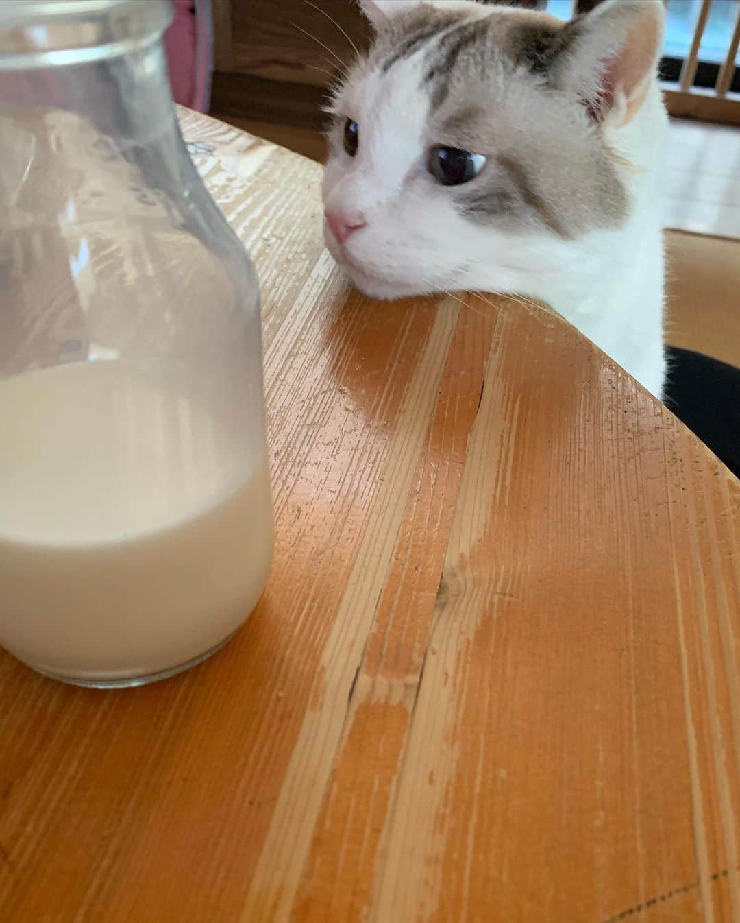 くるねこ大和さんのインスタグラム写真 - (くるねこ大和Instagram)「パンくだしゃい牛乳でもいいでしよ  #胡ぼん  #シニア猫16歳  #ホリミヤ」9月25日 9時04分 - kuru0214neko