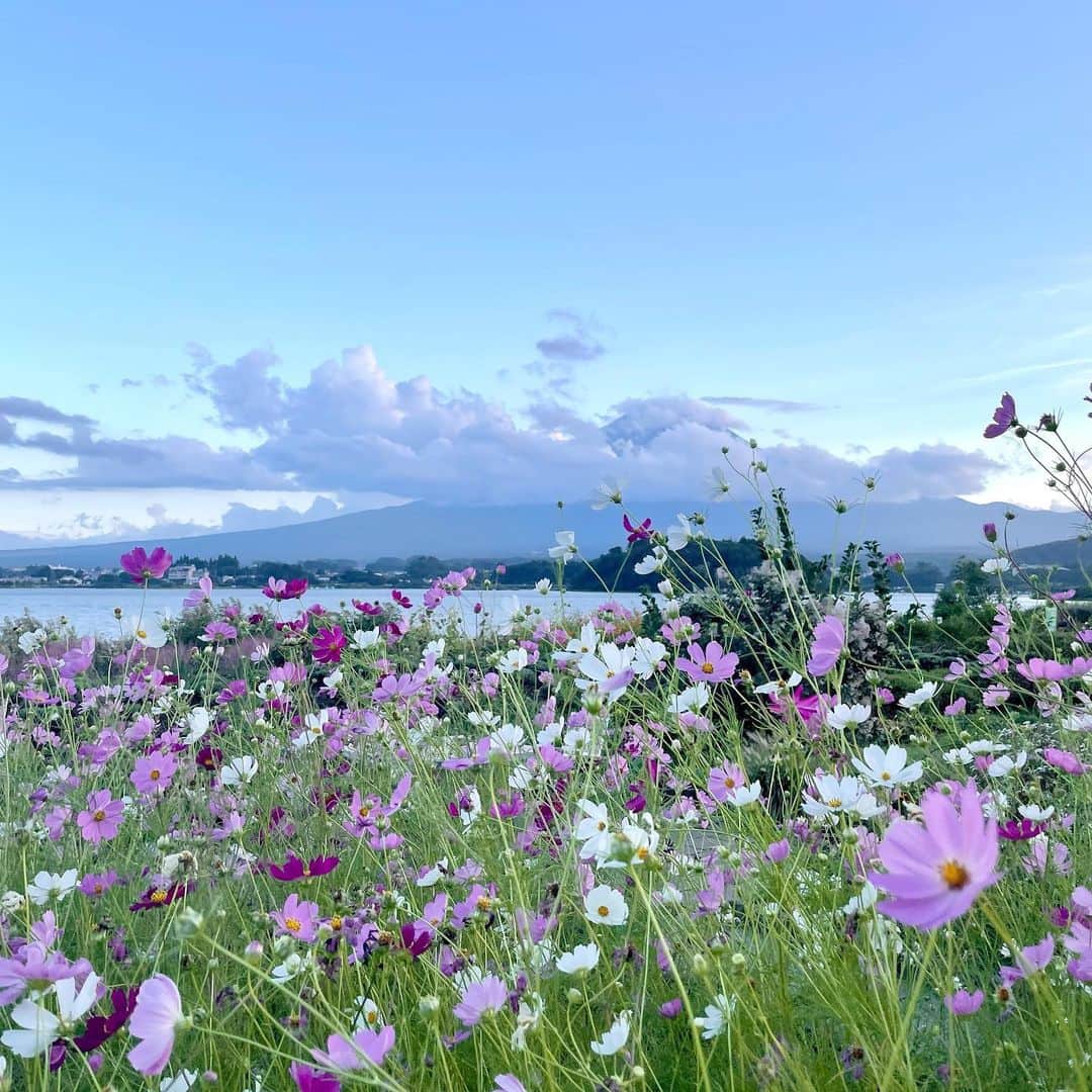 白木愛奈さんのインスタグラム写真 - (白木愛奈Instagram)「コスモスと富士山🗻 もう、秋ですねぇ🌼  毎年大好きな夏の終わりは悲しい気持ちになっていたのですが、今年は秋の訪れも楽しみです(*^^*) 少し大人になったということなんでしょうか😊」9月25日 9時19分 - shiraki_mana