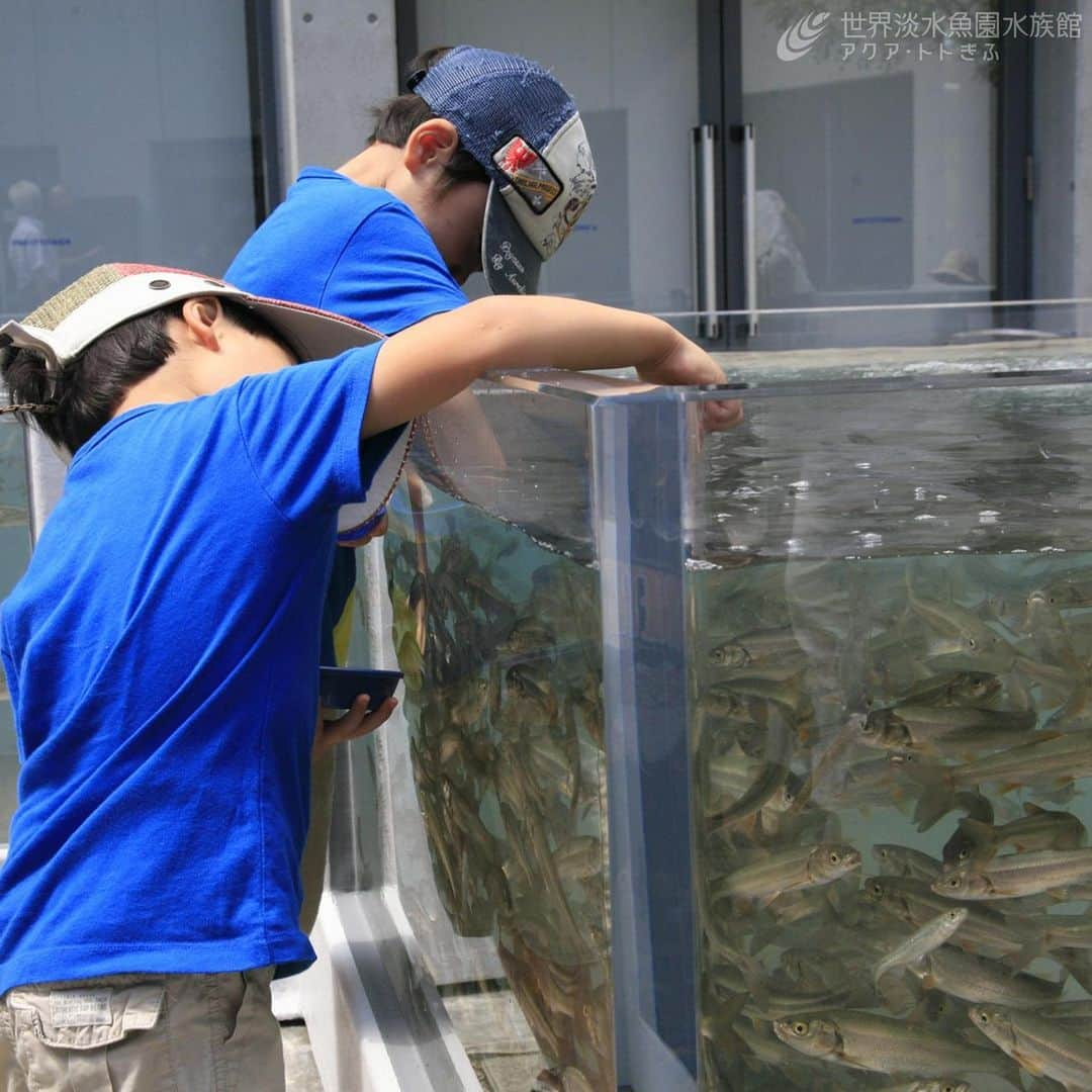 世界淡水魚園水族館 アクア・トト ぎふさんのインスタグラム写真 - (世界淡水魚園水族館 アクア・トト ぎふInstagram)「年パス会員様限定！「おさかなに朝ごはんを、わたしにモーニングを」（有料） 開館前の水族館でふれあいプールの魚たちに特別なごはんをあげたあと、水族館横のレストランでモーニングをお楽しみください。 詳しくは当館HPをご覧ください。 ※ご参加いただく全員の年パスが必要です。年齢制限はありません。 https://aquatotto.com/event/schedule/detail.php?p=17308  応募方法：当館HPの応募フォームに必要事項をご記入いただきお申し込みください。(締切：10月1日) 料金：2,000円／人　※事前入金となります。 日時：2023年10月14日(土)　8:30～9:30 場所：アクア・トト ぎふ館内 定員：20名(抽選)　※参加される方全員の年パスが必要です。中学生以下の方については、年パスをお持ちの保護者の同伴が必要です。 #アクアトト #水族館 #aquarium #モーニング #特別企画 #オアシスパーク #河川環境楽園」9月25日 9時25分 - aquatotto_gifu