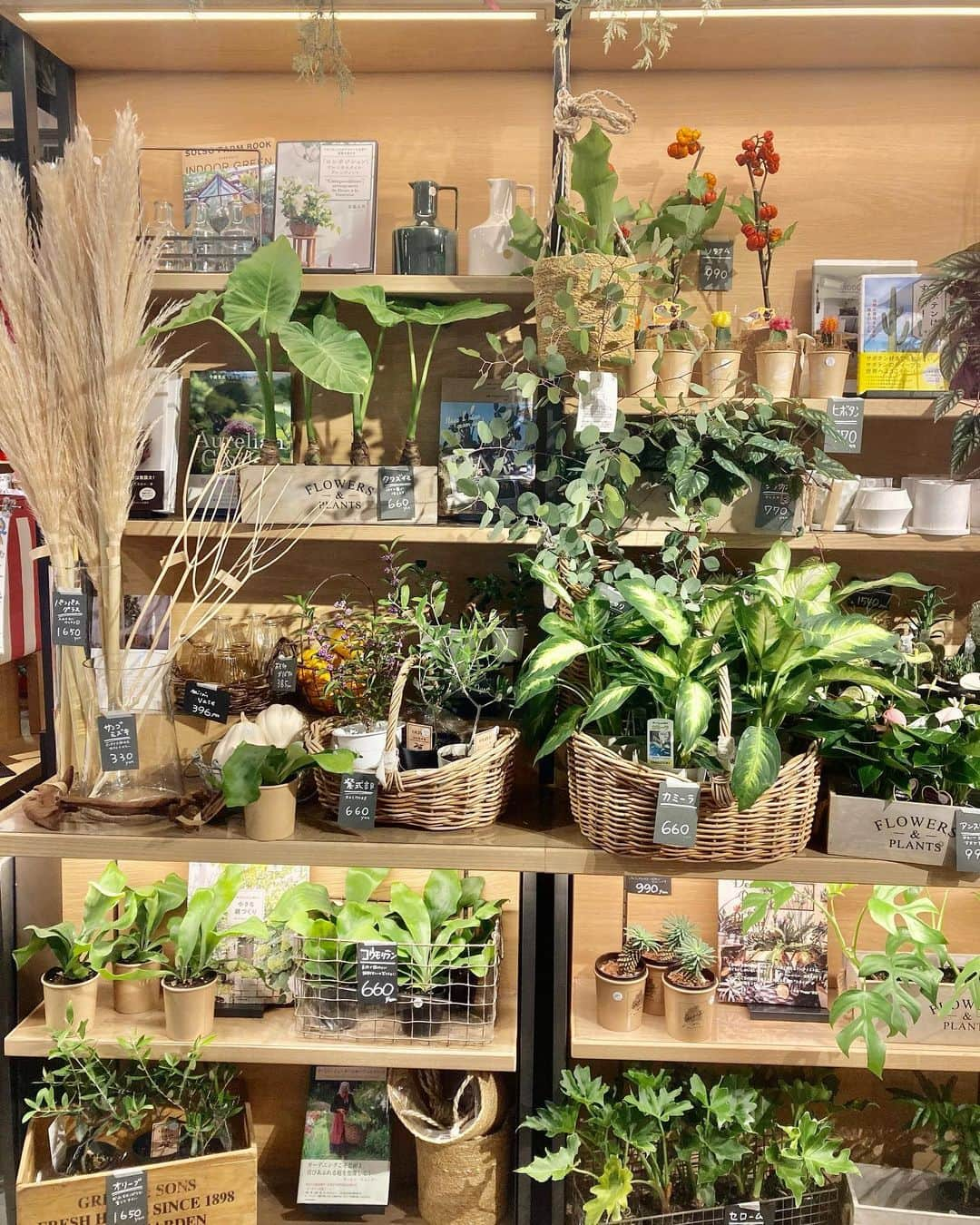 柏の葉 T-SITEさんのインスタグラム写真 - (柏の葉 T-SITEInstagram)「【PICK UP】 『今週のdecora便🌿 #129』 ⁡ 〈ジャンル〉1F 暮らし こんにちは。 フラワーショップ デコラ @decoradecora さんから 届いたお花をご紹介するこちらのコーナー。 ⁡ おもちゃかぼちゃでハロウィンに欠かせないアイテム、ジャック・オ・ランタンを手作りしてみてはいかがでしょうか🎃 珍しい #白いかぼちゃ やミニサイズが届いています。 ⁡ おしゃれインテリアの王道、#パンパスグラス や #サンゴミズキ は白くて軽やか✨ 観葉植物の #セローム #ヒメモンステラ 、#クワズイモ 、#コウモリラン など飾りやすい大きさで育てやすいのが特徴です。 その他 #ユーカリ・ポリアンセモス 、 #オリーブ 、 #紫式部 などご用意しております😊 ⁡ ⁡ #柏の葉tsite #tsite #柏の葉蔦屋書店  #柏の葉 #今週のdecora便🌿 #おうちガーデン #decora #お花のある暮らし #フラワーショップ #フラワーギフト #インドアグリーン #フラワーベース #秋の庭 #秋のガーデニング #インドアグリーン #観葉植物 #ハロウィン」9月25日 10時11分 - kashiwanohatsite