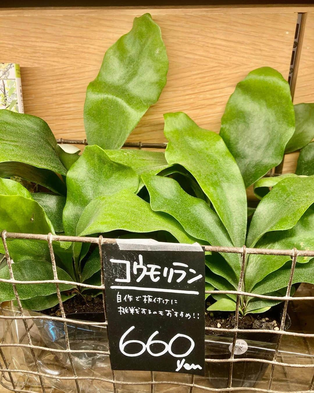 柏の葉 T-SITEさんのインスタグラム写真 - (柏の葉 T-SITEInstagram)「【PICK UP】 『今週のdecora便🌿 #129』 ⁡ 〈ジャンル〉1F 暮らし こんにちは。 フラワーショップ デコラ @decoradecora さんから 届いたお花をご紹介するこちらのコーナー。 ⁡ おもちゃかぼちゃでハロウィンに欠かせないアイテム、ジャック・オ・ランタンを手作りしてみてはいかがでしょうか🎃 珍しい #白いかぼちゃ やミニサイズが届いています。 ⁡ おしゃれインテリアの王道、#パンパスグラス や #サンゴミズキ は白くて軽やか✨ 観葉植物の #セローム #ヒメモンステラ 、#クワズイモ 、#コウモリラン など飾りやすい大きさで育てやすいのが特徴です。 その他 #ユーカリ・ポリアンセモス 、 #オリーブ 、 #紫式部 などご用意しております😊 ⁡ ⁡ #柏の葉tsite #tsite #柏の葉蔦屋書店  #柏の葉 #今週のdecora便🌿 #おうちガーデン #decora #お花のある暮らし #フラワーショップ #フラワーギフト #インドアグリーン #フラワーベース #秋の庭 #秋のガーデニング #インドアグリーン #観葉植物 #ハロウィン」9月25日 10時11分 - kashiwanohatsite