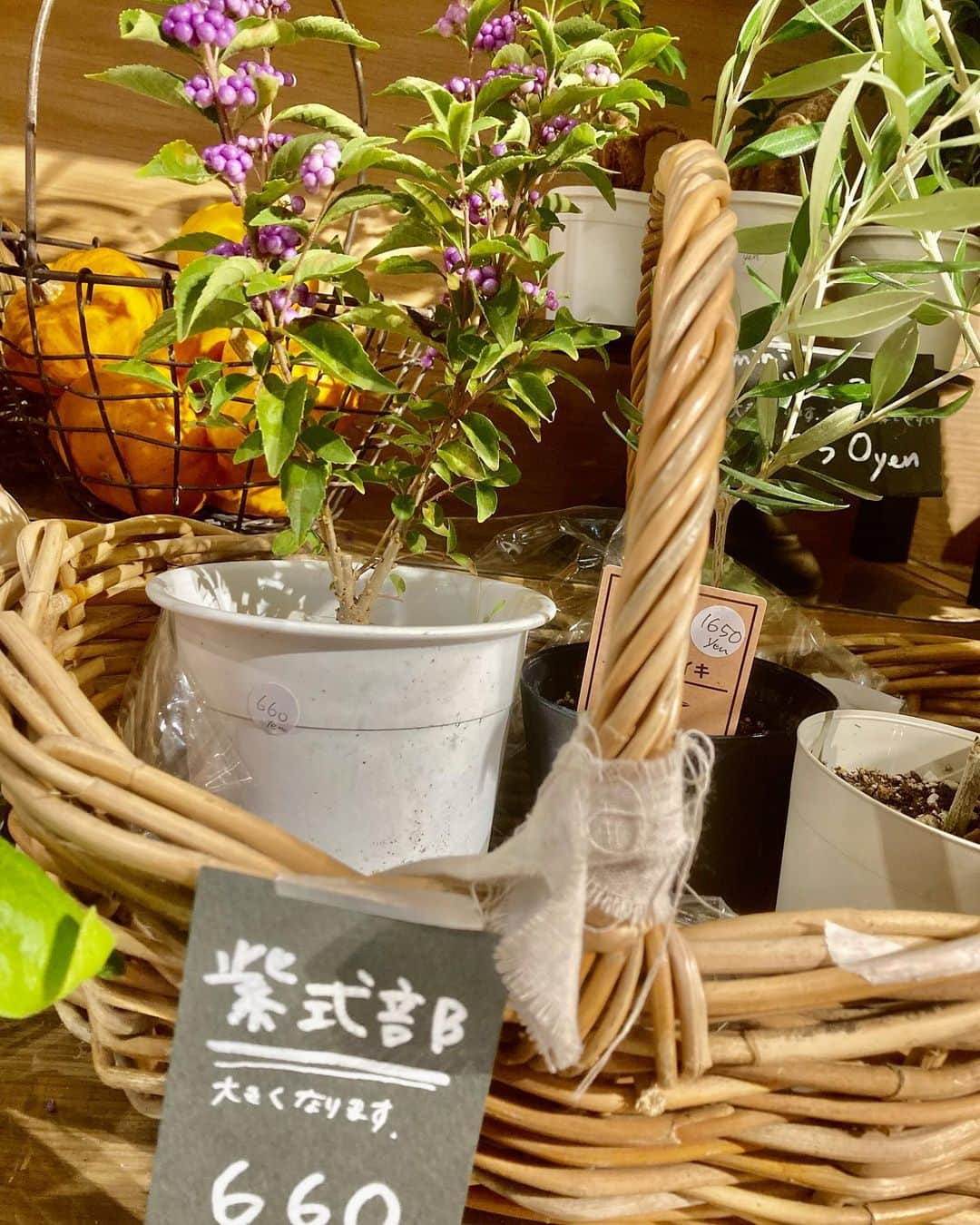 柏の葉 T-SITEさんのインスタグラム写真 - (柏の葉 T-SITEInstagram)「【PICK UP】 『今週のdecora便🌿 #129』 ⁡ 〈ジャンル〉1F 暮らし こんにちは。 フラワーショップ デコラ @decoradecora さんから 届いたお花をご紹介するこちらのコーナー。 ⁡ おもちゃかぼちゃでハロウィンに欠かせないアイテム、ジャック・オ・ランタンを手作りしてみてはいかがでしょうか🎃 珍しい #白いかぼちゃ やミニサイズが届いています。 ⁡ おしゃれインテリアの王道、#パンパスグラス や #サンゴミズキ は白くて軽やか✨ 観葉植物の #セローム #ヒメモンステラ 、#クワズイモ 、#コウモリラン など飾りやすい大きさで育てやすいのが特徴です。 その他 #ユーカリ・ポリアンセモス 、 #オリーブ 、 #紫式部 などご用意しております😊 ⁡ ⁡ #柏の葉tsite #tsite #柏の葉蔦屋書店  #柏の葉 #今週のdecora便🌿 #おうちガーデン #decora #お花のある暮らし #フラワーショップ #フラワーギフト #インドアグリーン #フラワーベース #秋の庭 #秋のガーデニング #インドアグリーン #観葉植物 #ハロウィン」9月25日 10時11分 - kashiwanohatsite