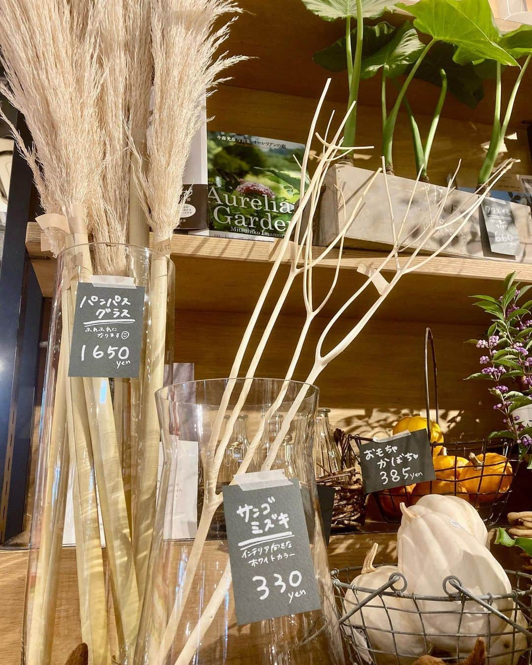 柏の葉 T-SITEさんのインスタグラム写真 - (柏の葉 T-SITEInstagram)「【PICK UP】 『今週のdecora便🌿 #129』 ⁡ 〈ジャンル〉1F 暮らし こんにちは。 フラワーショップ デコラ @decoradecora さんから 届いたお花をご紹介するこちらのコーナー。 ⁡ おもちゃかぼちゃでハロウィンに欠かせないアイテム、ジャック・オ・ランタンを手作りしてみてはいかがでしょうか🎃 珍しい #白いかぼちゃ やミニサイズが届いています。 ⁡ おしゃれインテリアの王道、#パンパスグラス や #サンゴミズキ は白くて軽やか✨ 観葉植物の #セローム #ヒメモンステラ 、#クワズイモ 、#コウモリラン など飾りやすい大きさで育てやすいのが特徴です。 その他 #ユーカリ・ポリアンセモス 、 #オリーブ 、 #紫式部 などご用意しております😊 ⁡ ⁡ #柏の葉tsite #tsite #柏の葉蔦屋書店  #柏の葉 #今週のdecora便🌿 #おうちガーデン #decora #お花のある暮らし #フラワーショップ #フラワーギフト #インドアグリーン #フラワーベース #秋の庭 #秋のガーデニング #インドアグリーン #観葉植物 #ハロウィン」9月25日 10時11分 - kashiwanohatsite