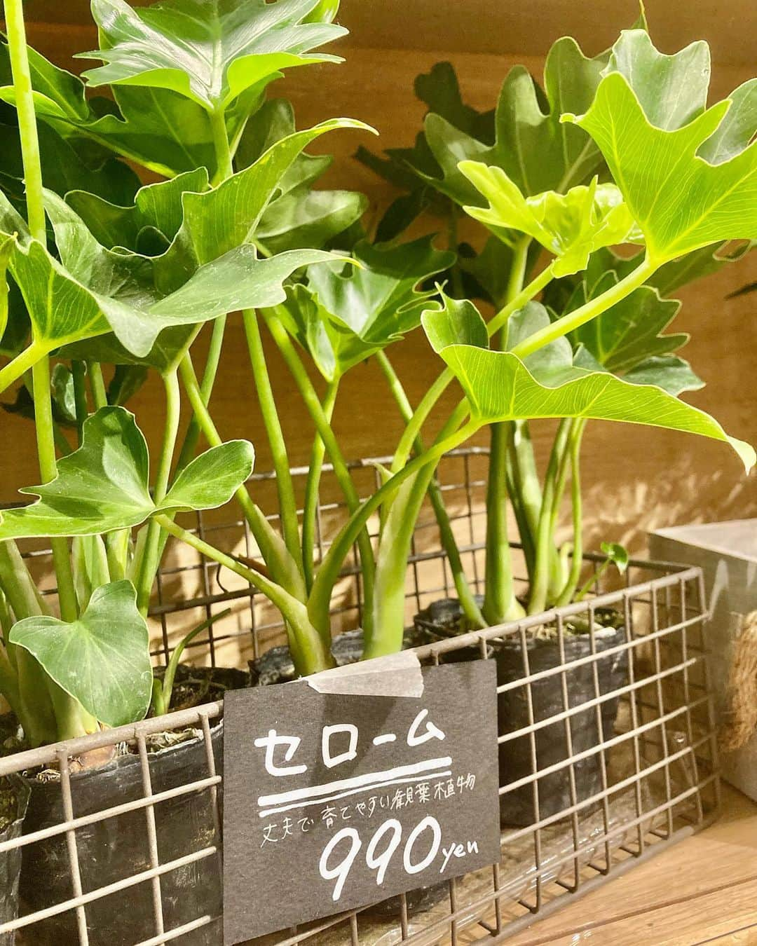 柏の葉 T-SITEさんのインスタグラム写真 - (柏の葉 T-SITEInstagram)「【PICK UP】 『今週のdecora便🌿 #129』 ⁡ 〈ジャンル〉1F 暮らし こんにちは。 フラワーショップ デコラ @decoradecora さんから 届いたお花をご紹介するこちらのコーナー。 ⁡ おもちゃかぼちゃでハロウィンに欠かせないアイテム、ジャック・オ・ランタンを手作りしてみてはいかがでしょうか🎃 珍しい #白いかぼちゃ やミニサイズが届いています。 ⁡ おしゃれインテリアの王道、#パンパスグラス や #サンゴミズキ は白くて軽やか✨ 観葉植物の #セローム #ヒメモンステラ 、#クワズイモ 、#コウモリラン など飾りやすい大きさで育てやすいのが特徴です。 その他 #ユーカリ・ポリアンセモス 、 #オリーブ 、 #紫式部 などご用意しております😊 ⁡ ⁡ #柏の葉tsite #tsite #柏の葉蔦屋書店  #柏の葉 #今週のdecora便🌿 #おうちガーデン #decora #お花のある暮らし #フラワーショップ #フラワーギフト #インドアグリーン #フラワーベース #秋の庭 #秋のガーデニング #インドアグリーン #観葉植物 #ハロウィン」9月25日 10時11分 - kashiwanohatsite