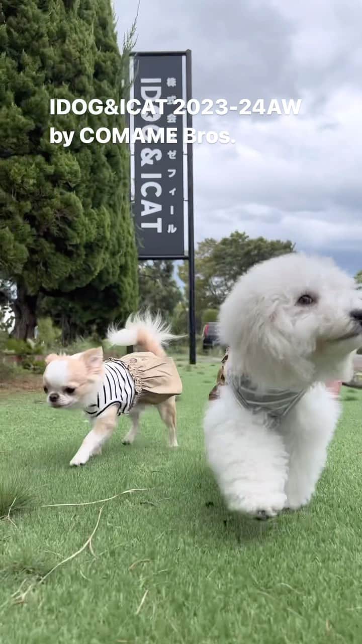 iDog&iCatのインスタグラム