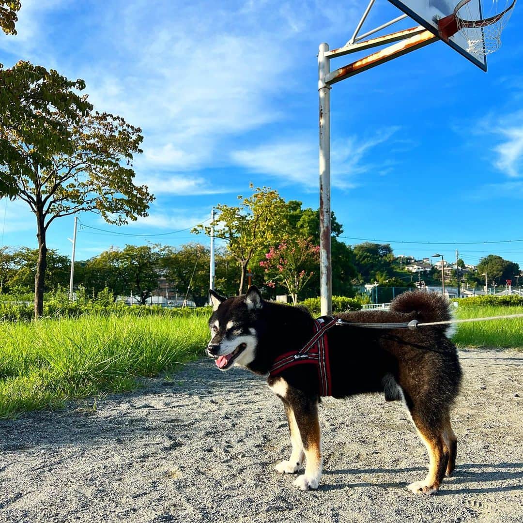 のインスタグラム：「朝は大分涼しくなったね。  #ししまる爺さん  #今朝まる #ししまる #dog #dogs #柴犬 #黒柴」
