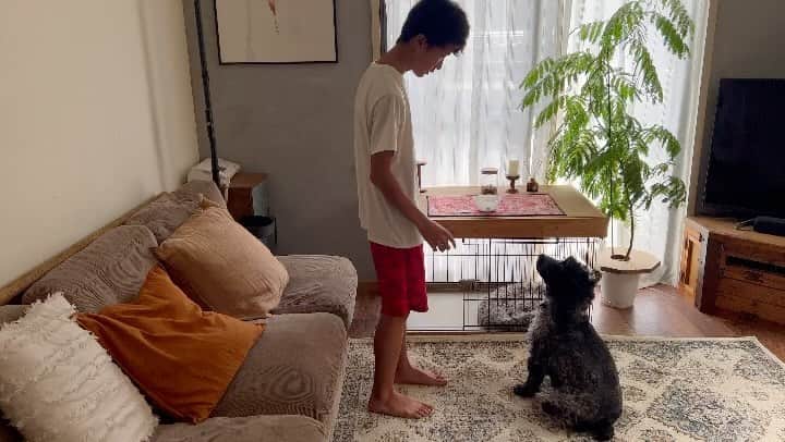 のインスタグラム：「#PR#ラブリービー 実はベル、口臭がちょっと気になるので、 少し前から使い始めたラブリービー。 少しですがマシになった気がします♪ 歯に良い効果のあるブリス菌配合で歯石や口臭を予防してくれるので夜ご飯にふりかけてますが、歯磨き代わりの効果もあるみたいなので手間もはぶけて助かります😊  9月25日（月曜日）から9月27日（水曜日）までの3日間980円で購入できて、歯ブラシももらえちゃいます♡  ストーリーズにリンクを貼っておくのでよかったらみてね  @lovelyb_wisteria  #ラブリービー #ペット用口臭ケアアプリ #pr  #lovelyb_wisteria #犬のいる暮らし #犬と暮らす」