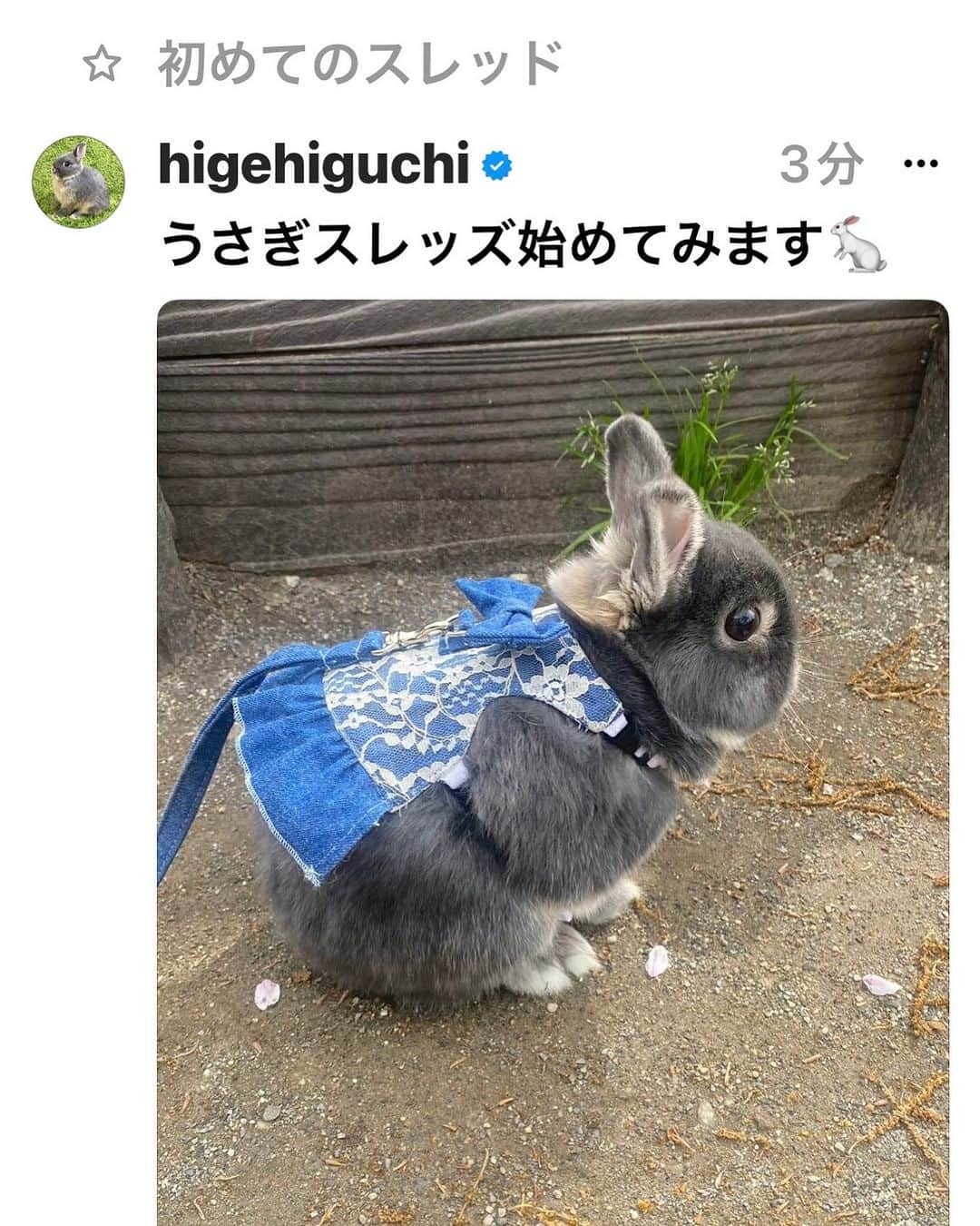 ひぐち君さんのインスタグラム写真 - (ひぐち君Instagram)「うさぎスレッズ始めてみます🐇 #うさぎ #うさぎスレッズ #うさぎ好き #うさぎのいる暮らし  #うさぎのいる生活 #うさんぽ #ネザーランドドワーフ  #ブルーオター #rabbit #lapin #토끼 #兔子 @higehiguchi」9月25日 11時13分 - higehiguchi