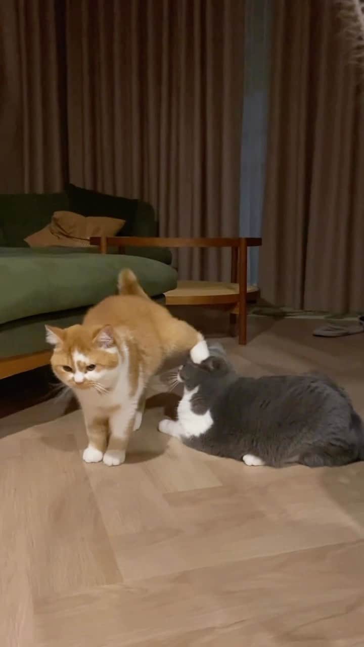 Aww Clubのインスタグラム
