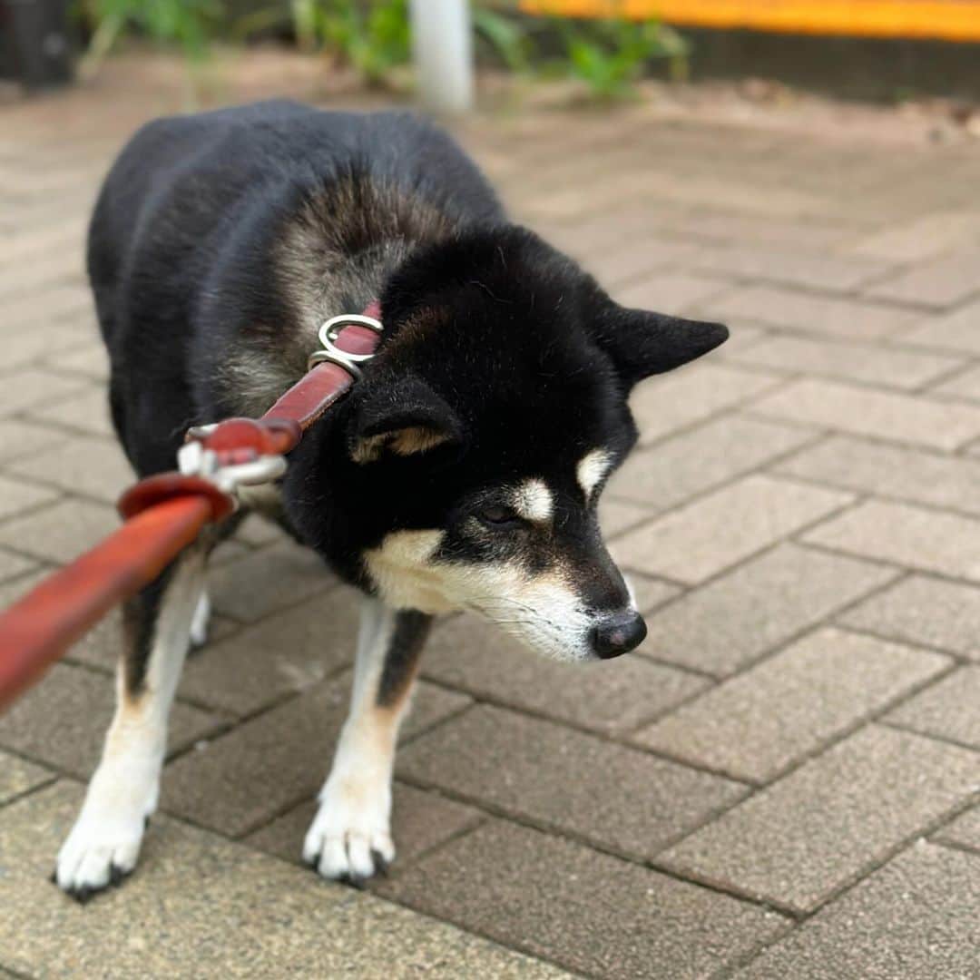 vo_coのインスタグラム：「🐾 イヤイヤさん健在😅 しかも散々イヤイヤした挙句、💩不発 まあそんな日もあるよね ＊ #shibastagram #instashiba #shiba #shibainu #黒柴 #柴犬」
