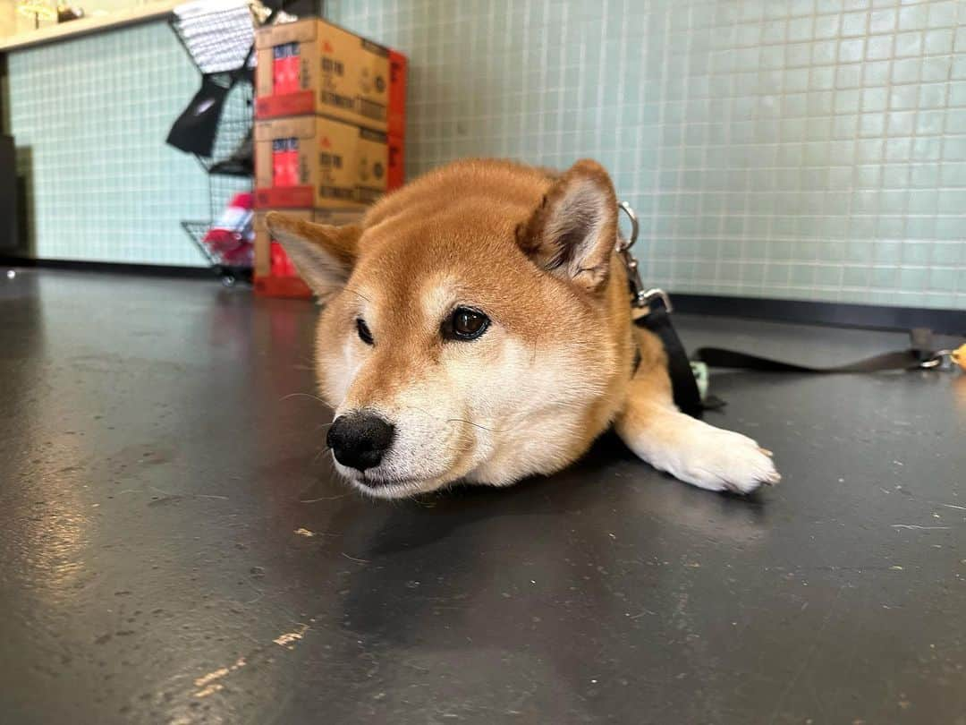 Shibainu Pontaさんのインスタグラム写真 - (Shibainu PontaInstagram)「Daily Ponta and Mochi  #ponta #shibainu #メルボルン #柴犬のいる暮らし  #ぽん様尊い」9月25日 11時17分 - pontasyk