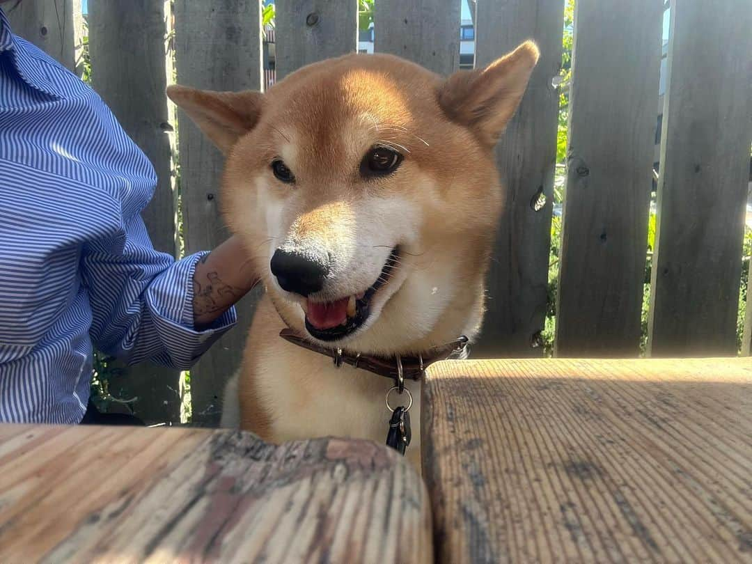 Shibainu Pontaのインスタグラム：「Daily Ponta and Mochi  #ponta #shibainu #メルボルン #柴犬のいる暮らし  #ぽん様尊い」