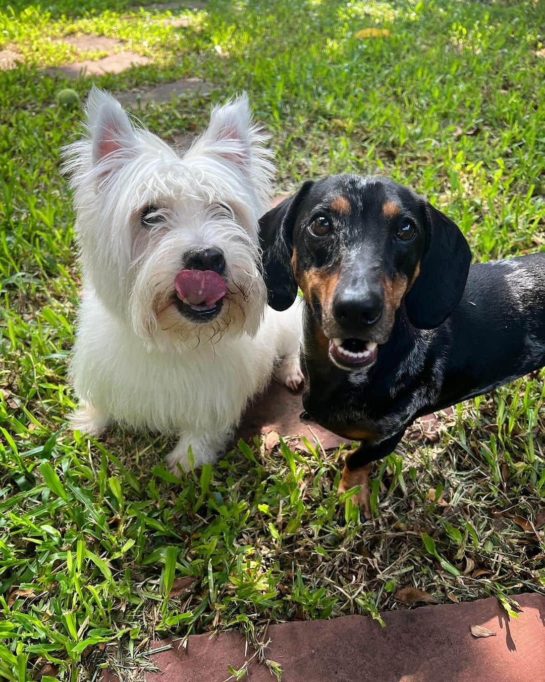 Hoykong&Plamuekさんのインスタグラム写真 - (Hoykong&PlamuekInstagram)「Good morning 😊 #plamuek_westies #kuaglingdoxie #westiegram #dachshundsofinstagram」9月25日 11時24分 - hoykongplamuek