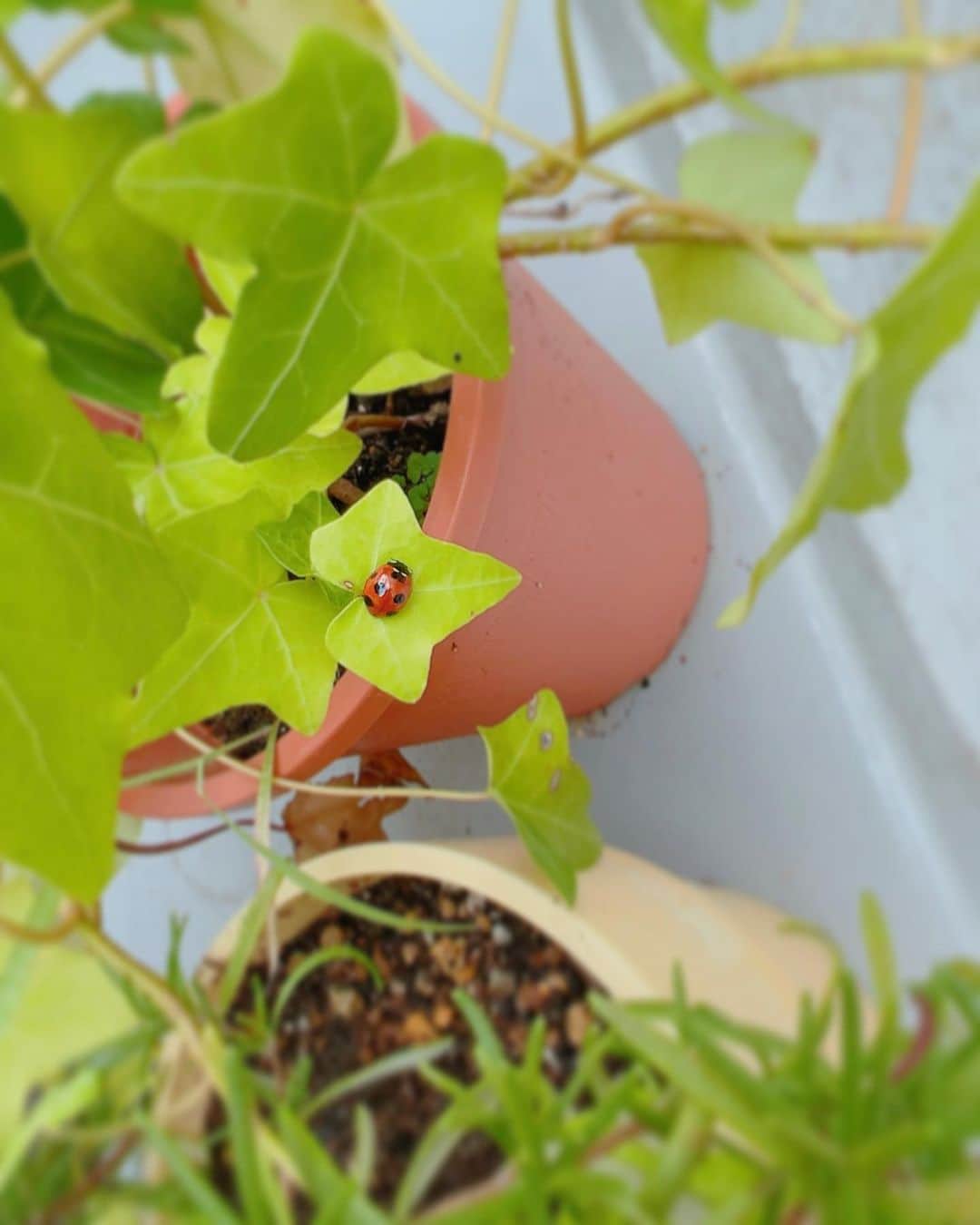 堀田ゆい夏のインスタグラム：「ベランダに出たらてんとう虫が止まってた🌱☺️  考え事ばっかりだと見落としちゃう。 小さなこと、シンプルなことに幸せが隠れてる  #緑に赤が映えてるw#自然のセンスはすごい #ひとつ#愛」