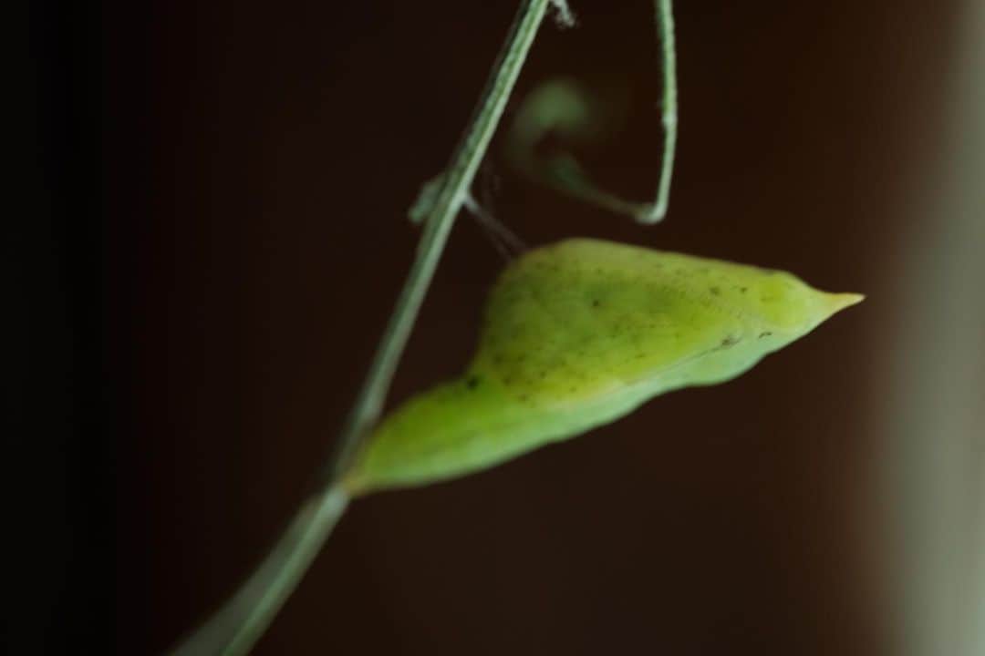 Baekさんのインスタグラム写真 - (BaekInstagram)「黄蝶🟡 Eurema hecabe が羽化しました！  モンシロチョウは育てたことあったけどキチョウは初めてでソワソワしたけど無事に1羽目が今朝羽化しました。  幼虫はベルベットみたいな質感で柔らかくて、蛹はモンシロチョウとにています。 ２日目から蛹の中に羽のような形が見えてきて、５日目(昨日)は、黄色くなっていましたので、明日とか…！？と思ったら本当に今朝キチョウになっていました。  指を近づけるとおとなしく乗ってくれて、こんなに近くでキチョウを見たのは初めてだったけど、目が黄緑?薄い色で万華鏡みたいになっていたり、羽の端っこにはとても繊細な産毛みたいなのがあったり知らなかったところばかりでした。  黄蝶なので、色も当然黄色だけど、月の光みたいな明るさを感じるあまりみたことない黄色でした。(絵の具だったらなに色なんだろと思ったけど、みつからなかった！)  ソウルは今秋になっていて風も肌寒くなり、秋夕というシーズンになっています。 良い秋を過ごしましょうと贈り物をしたり家族が集まる時なんですが正確な意味を調べると、夜の秋の月を見るに一番いい時期、という意味らしい。  みなさんにとっても素敵な秋になりますように🌕🦋」9月25日 11時29分 - baek1030