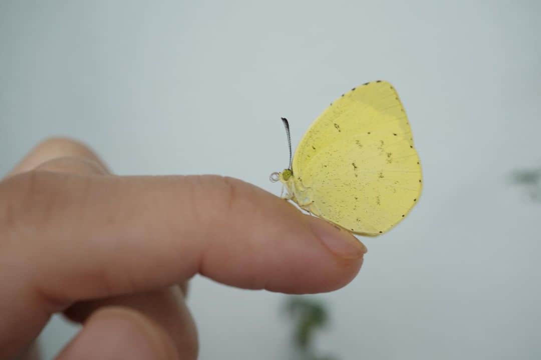 Baekさんのインスタグラム写真 - (BaekInstagram)「黄蝶🟡 Eurema hecabe が羽化しました！  モンシロチョウは育てたことあったけどキチョウは初めてでソワソワしたけど無事に1羽目が今朝羽化しました。  幼虫はベルベットみたいな質感で柔らかくて、蛹はモンシロチョウとにています。 ２日目から蛹の中に羽のような形が見えてきて、５日目(昨日)は、黄色くなっていましたので、明日とか…！？と思ったら本当に今朝キチョウになっていました。  指を近づけるとおとなしく乗ってくれて、こんなに近くでキチョウを見たのは初めてだったけど、目が黄緑?薄い色で万華鏡みたいになっていたり、羽の端っこにはとても繊細な産毛みたいなのがあったり知らなかったところばかりでした。  黄蝶なので、色も当然黄色だけど、月の光みたいな明るさを感じるあまりみたことない黄色でした。(絵の具だったらなに色なんだろと思ったけど、みつからなかった！)  ソウルは今秋になっていて風も肌寒くなり、秋夕というシーズンになっています。 良い秋を過ごしましょうと贈り物をしたり家族が集まる時なんですが正確な意味を調べると、夜の秋の月を見るに一番いい時期、という意味らしい。  みなさんにとっても素敵な秋になりますように🌕🦋」9月25日 11時29分 - baek1030