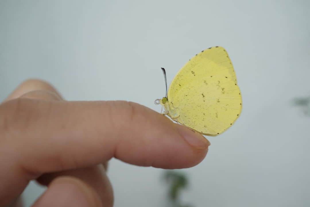 Baekのインスタグラム：「黄蝶🟡 Eurema hecabe が羽化しました！  モンシロチョウは育てたことあったけどキチョウは初めてでソワソワしたけど無事に1羽目が今朝羽化しました。  幼虫はベルベットみたいな質感で柔らかくて、蛹はモンシロチョウとにています。 ２日目から蛹の中に羽のような形が見えてきて、５日目(昨日)は、黄色くなっていましたので、明日とか…！？と思ったら本当に今朝キチョウになっていました。  指を近づけるとおとなしく乗ってくれて、こんなに近くでキチョウを見たのは初めてだったけど、目が黄緑?薄い色で万華鏡みたいになっていたり、羽の端っこにはとても繊細な産毛みたいなのがあったり知らなかったところばかりでした。  黄蝶なので、色も当然黄色だけど、月の光みたいな明るさを感じるあまりみたことない黄色でした。(絵の具だったらなに色なんだろと思ったけど、みつからなかった！)  ソウルは今秋になっていて風も肌寒くなり、秋夕というシーズンになっています。 良い秋を過ごしましょうと贈り物をしたり家族が集まる時なんですが正確な意味を調べると、夜の秋の月を見るに一番いい時期、という意味らしい。  みなさんにとっても素敵な秋になりますように🌕🦋」
