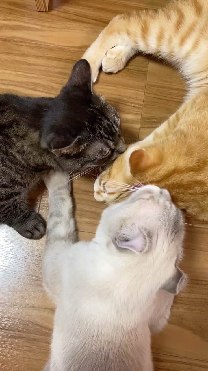 辻本祐樹のインスタグラム：「猫を飼うと日々こんな景色♩ 皆様の飼っている、飼っていた動物を教えてください♪  #munchkin #american #protectioncat  #actor #cute #catlife  #保護猫 #保護猫と暮らす #cat #猫 #アメリカンカール #マンチカン #辻本祐樹 の #愛猫 #love #猫のいる暮らし #catlover #catstagram #kitty #petstagram #Instacat #instagood #followme #americancurl」