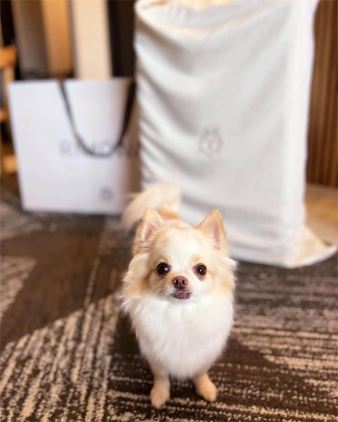 のインスタグラム：「ℝ𝕀𝕄𝕆𝕎𝔸  I did big shopping for oneself after a long absence🤍 It is light and is comfortable with convenience!!  リモワの大きいサイズがずっと欲しかったから、遂に奮発して買ってしまった🙃やっぱりリモワは使いやすくて最強だわ🤍  #rimowa #travel #trip #suitcasetravels」