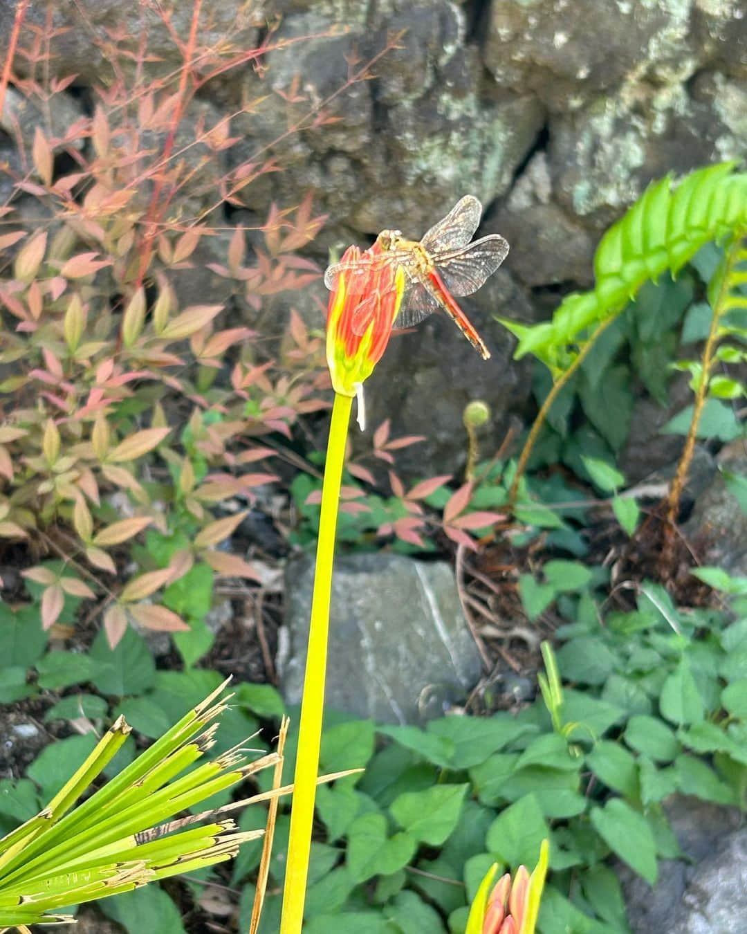 土屋眞弓のインスタグラム：「お隣の空き地に曼珠沙華が咲いていて、写真を撮っていたら赤とんぼが飛んできて曼珠沙華にとまったの❤️ 急に秋らしくなりました🍂 このまま涼しくなって欲しいわ  #曼珠沙華 #赤とんぼ #秋」