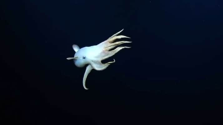 マイケル・ミュラーのインスタグラム：「First ever footage of this octopus named “Dumbo” who uses its ears to propel itself. Into The DEEP……」