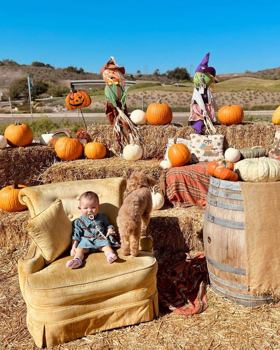 宮崎沙矢加さんのインスタグラム写真 - (宮崎沙矢加Instagram)「Pumpkin Patch 2023 in California🍂🎃🧡🍂🧡🧹 . . . 今年も家族皆んなでパンプキンパッチ🎃に行ってきました 去年はまだミシェルが２ヶ月なってないくらいで、パンプキンよりも小さかったのを思い出す👶🏼🧡 今年は着いた瞬間から色んなところ指さして、ママ！ママ！アレ！とめーちゃくちゃテンション上がってた🤭🫶🏽 そしてここでもハイハイで走り回ってました😅🙌🏽 久しぶりのヤギさん🐐も自分から近づいて行ってよしよししてた。 テディもミシェルも楽しそうで素敵な週末になりました！ 本当ハロウィンの時期のアメリカが好きすぎる🧡🧡🧡 #pumpkinpatch #pumpkinseason #halloween #california #oneyearold」9月25日 14時57分 - sarah___audrey