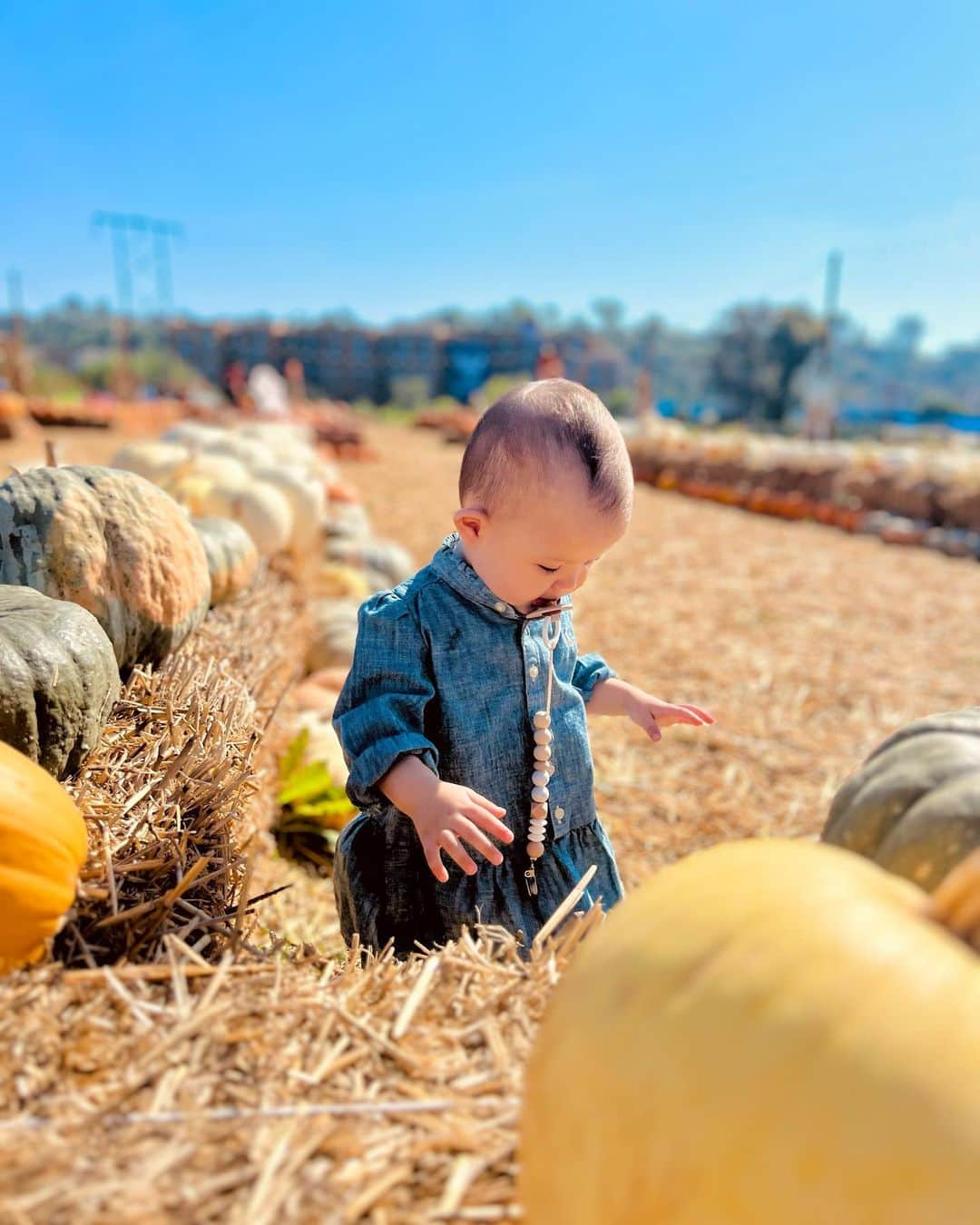 宮崎沙矢加さんのインスタグラム写真 - (宮崎沙矢加Instagram)「Pumpkin Patch 2023 in California🍂🎃🧡🍂🧡🧹 . . . 今年も家族皆んなでパンプキンパッチ🎃に行ってきました 去年はまだミシェルが２ヶ月なってないくらいで、パンプキンよりも小さかったのを思い出す👶🏼🧡 今年は着いた瞬間から色んなところ指さして、ママ！ママ！アレ！とめーちゃくちゃテンション上がってた🤭🫶🏽 そしてここでもハイハイで走り回ってました😅🙌🏽 久しぶりのヤギさん🐐も自分から近づいて行ってよしよししてた。 テディもミシェルも楽しそうで素敵な週末になりました！ 本当ハロウィンの時期のアメリカが好きすぎる🧡🧡🧡 #pumpkinpatch #pumpkinseason #halloween #california #oneyearold」9月25日 14時57分 - sarah___audrey