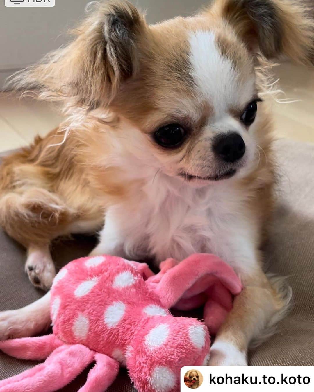 iDog&iCatのインスタグラム